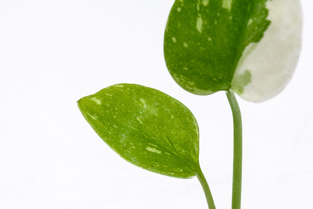 Monstera Thai Constellation Bare Root Plant - Rare Variegated Indoor Houseplant for Home Decor, Office, and Living Room