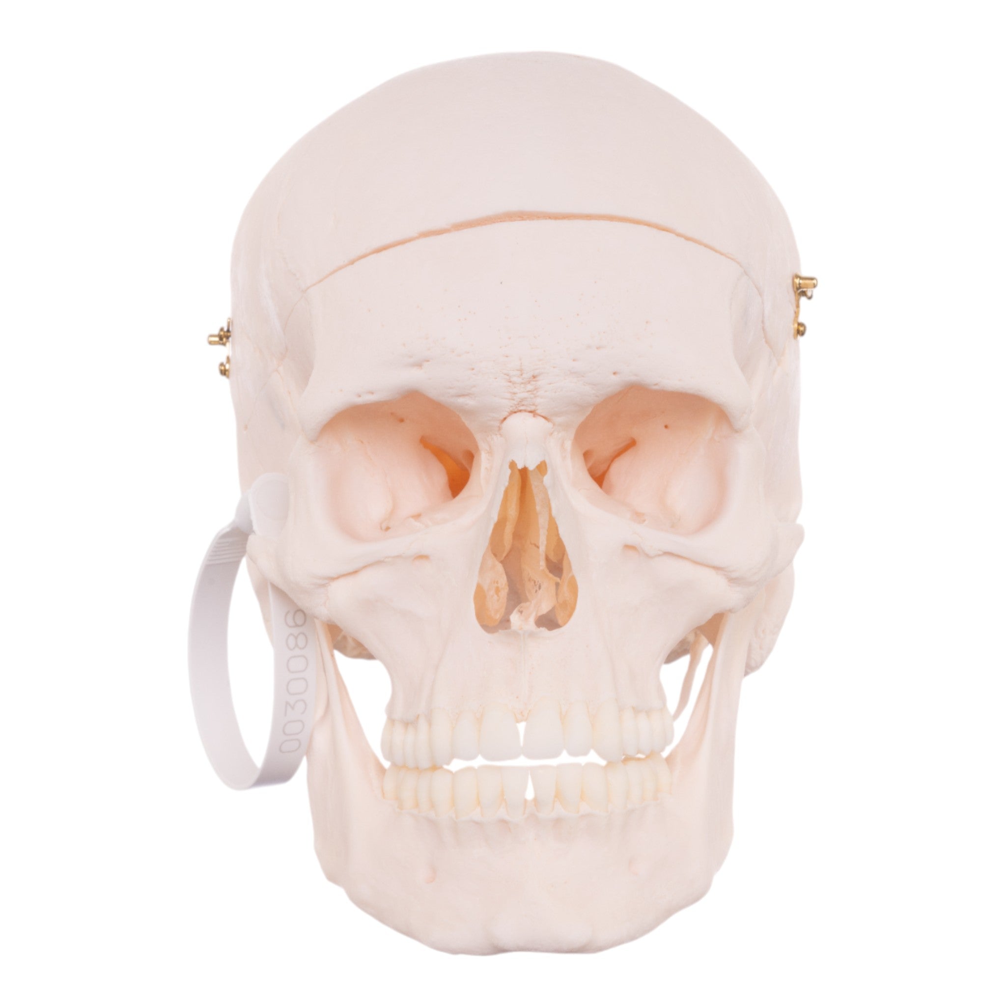 Premium Anatomical Human Skull Model - Accurate & Detailed for Medical Education, Research & Study - Perfect for Doctors, Students & Halloween Decor