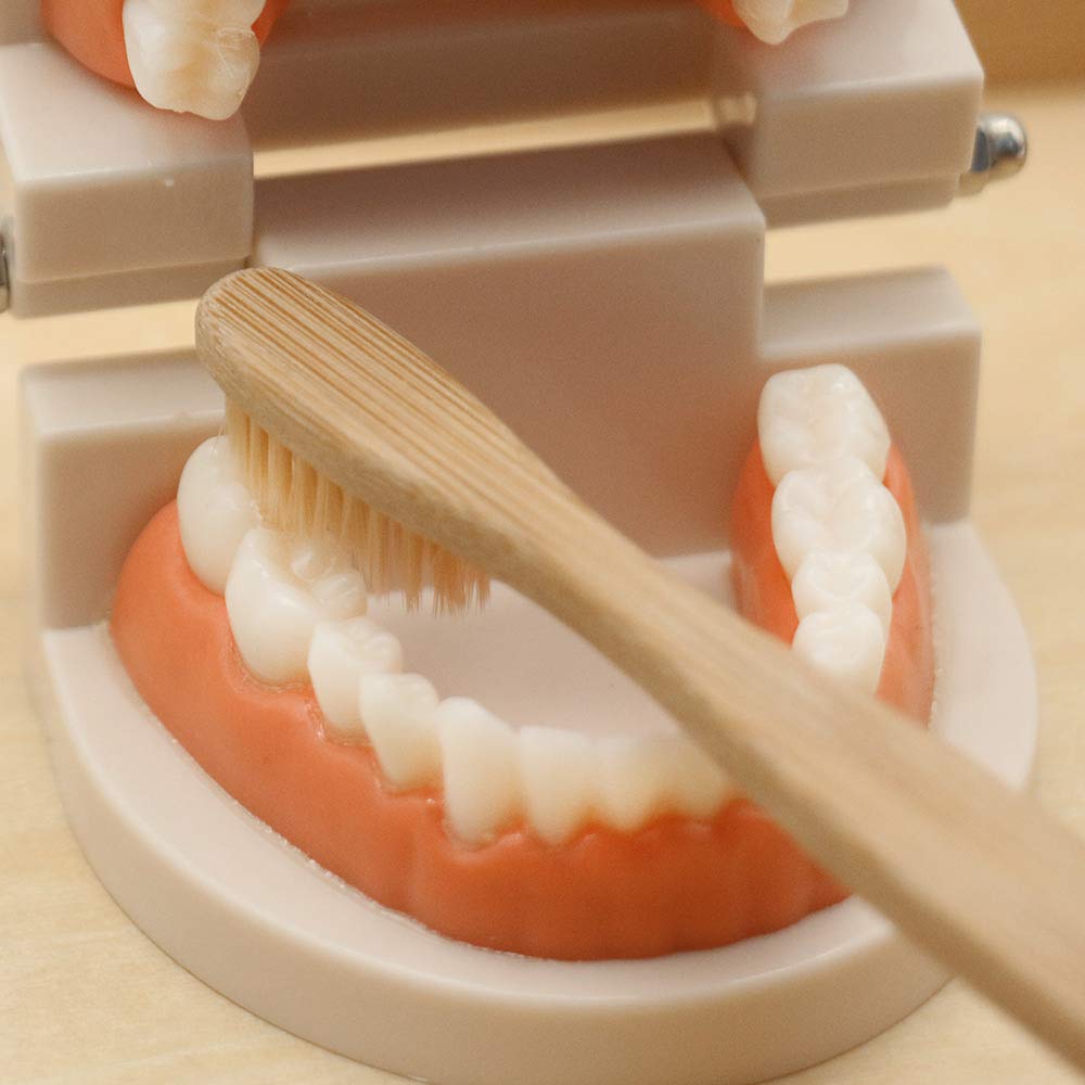 Montessori Practical Life Brushing Teeth Model & Cards Set - Educational Preschool Learning Toys for Toddlers, Homeschool & Classroom Teaching Aid - Perfect for Dental Hygiene Practice & Early Childhood Development