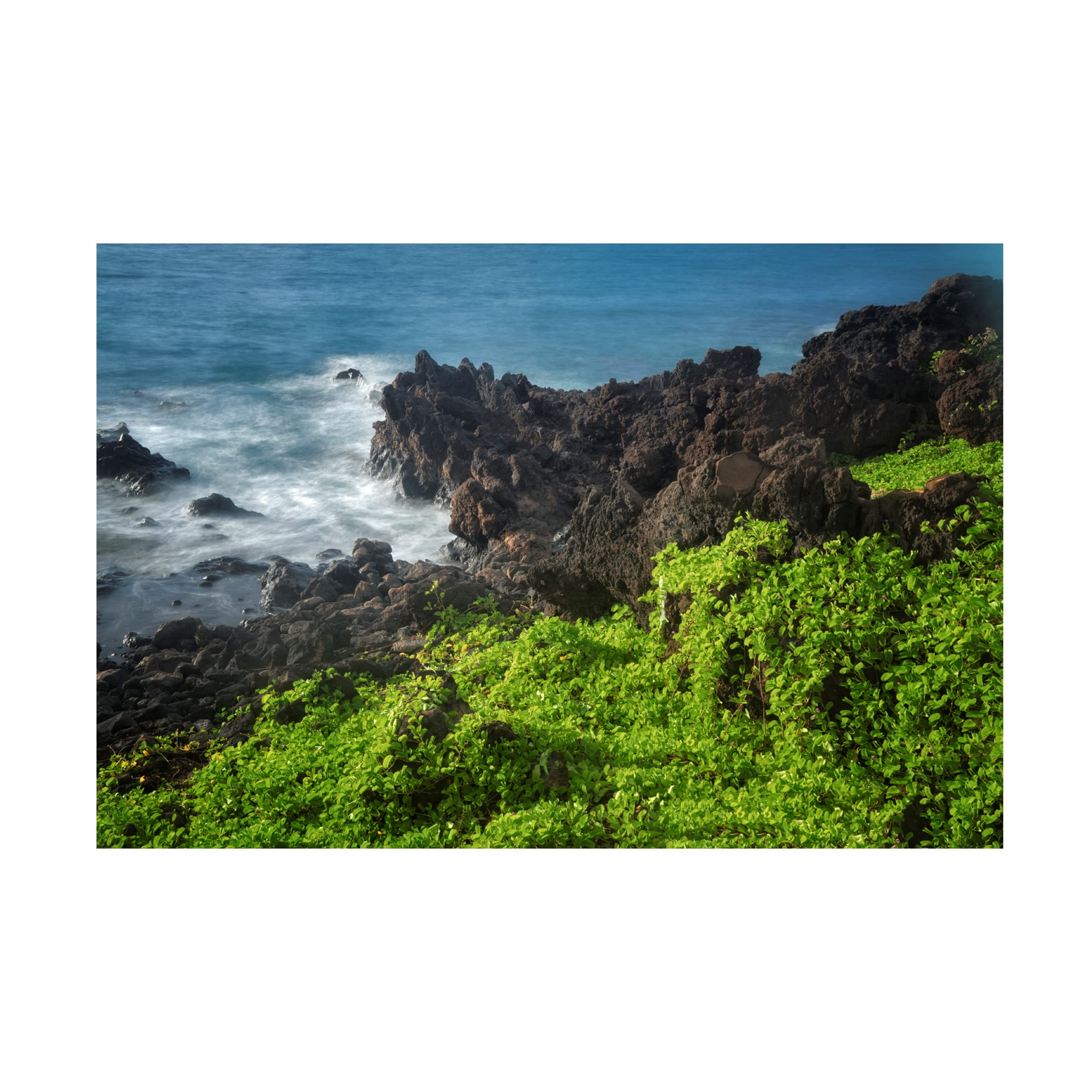 Dennis Frates 'Vegetation' Canvas Art Print - Modern Botanical Wall Decor for Living Room, Bedroom & Office - Trademark Fine Art Collection