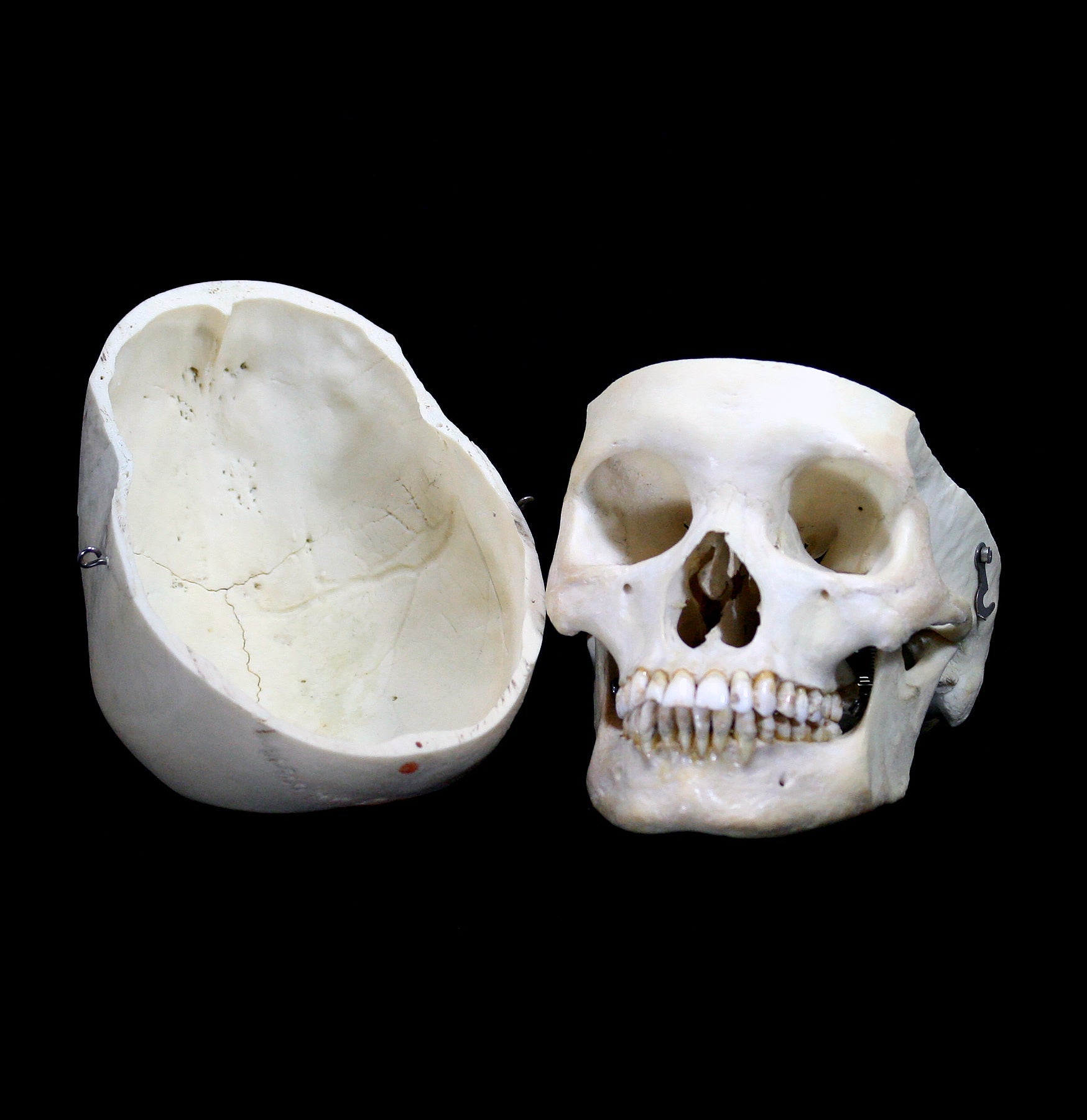 Realistic Female Human Skull Replica - Perfect for Halloween Decor, Anatomy Study & Medical Education - Ideal for Haunted Houses, Classroom Models & Halloween Props