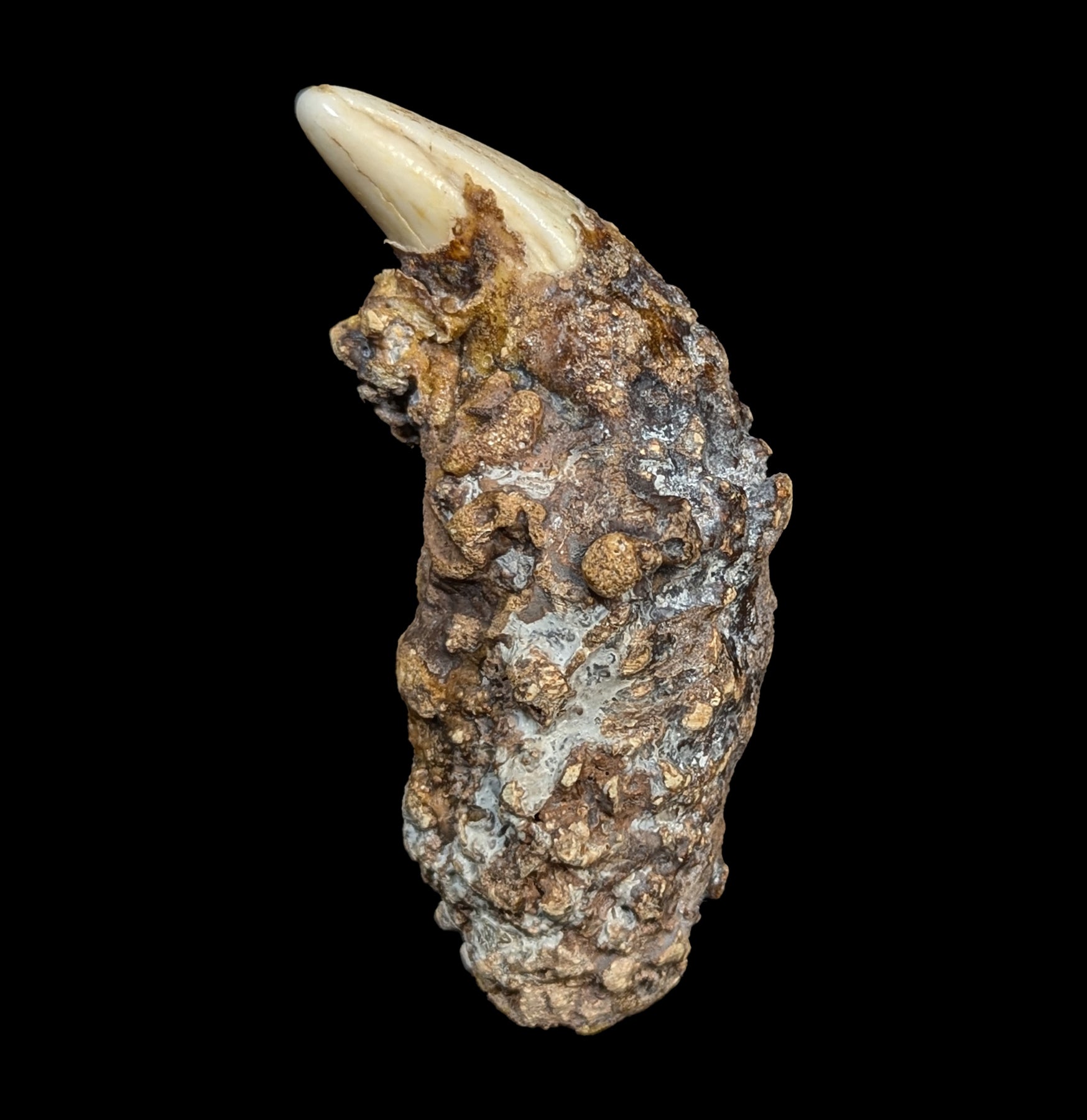 Authentic Fossil Cave Bear Canine Specimen - Genuine Ice Age Collectible for Paleontology Enthusiasts & Home Decor - Perfect for Museum Displays, Educational Projects, and Unique Gift Ideas