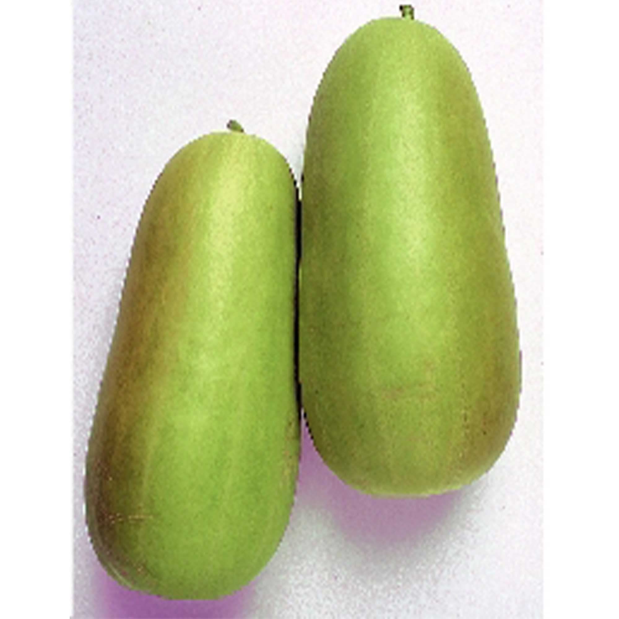 Non-GMO Heirloom Pickling Melon Seeds (Oshiro Uri Numane) - 1 Oz ~1400 Seeds - Asian Garden Fruit for Pickling, Salads & Fresh Eating - Perfect for Home Gardens & Organic Farming
