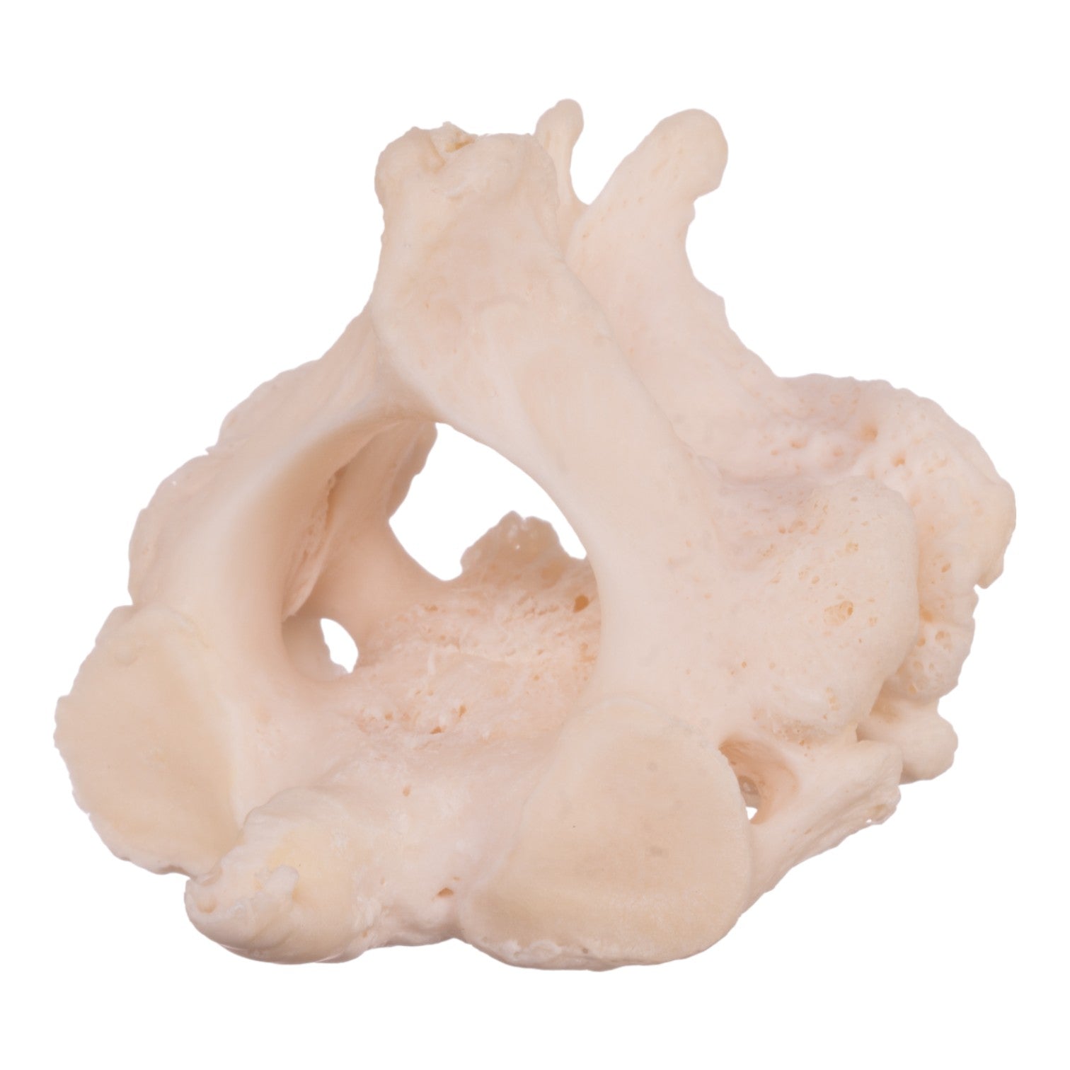 High-Quality Real Research Human Cervical & Axis Vertebrae Fused Specimen - Perfect for Medical Studies, Anatomy Education, and Surgical Training