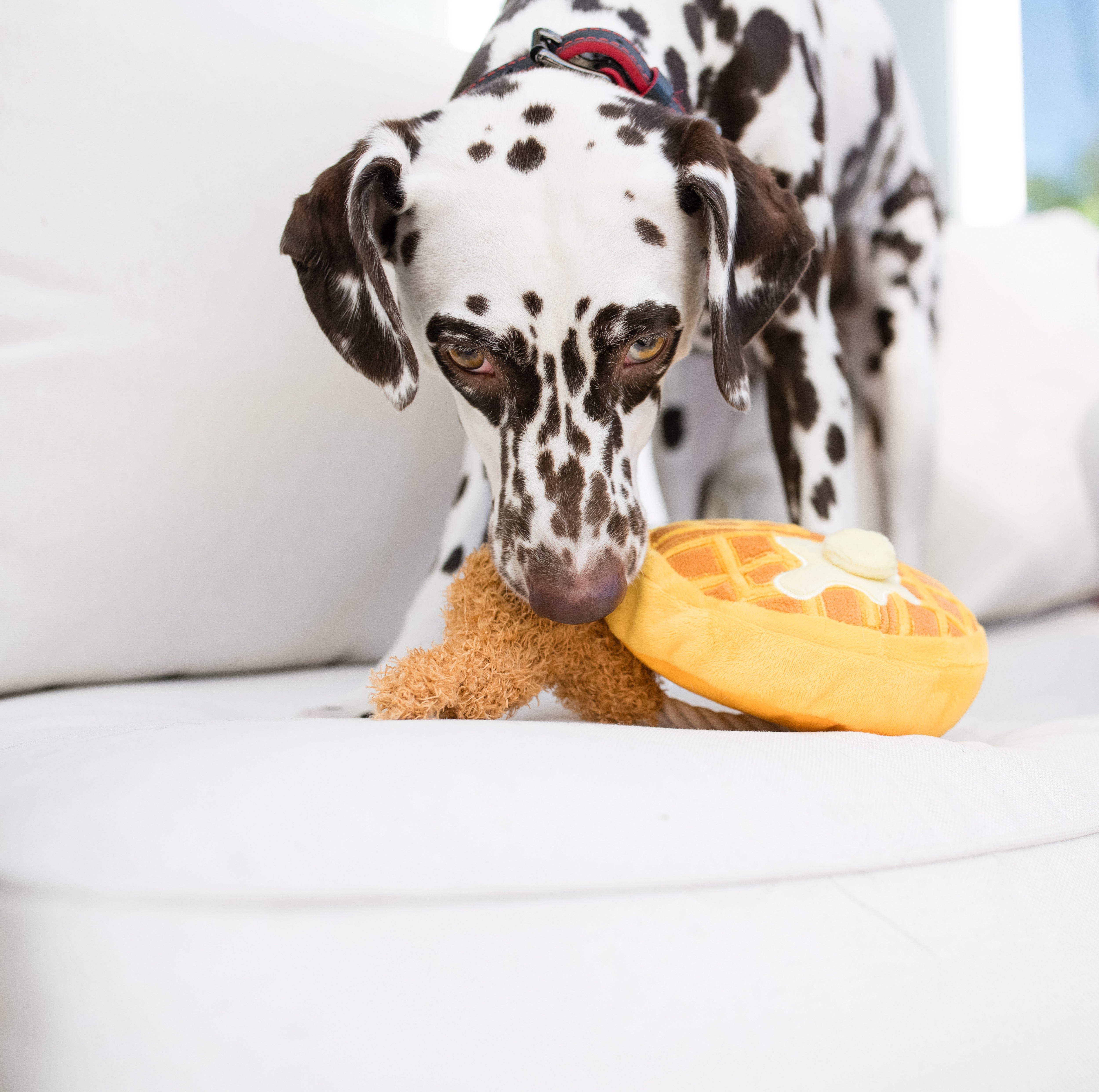 El Pollo y Waffle Plush Dog Toy - Barking Brunch™ Chew Toy for Dogs by Pet P.L.A.Y. | Soft & Durable Puppy Plaything for Fetch, Cuddling & Teething Relief