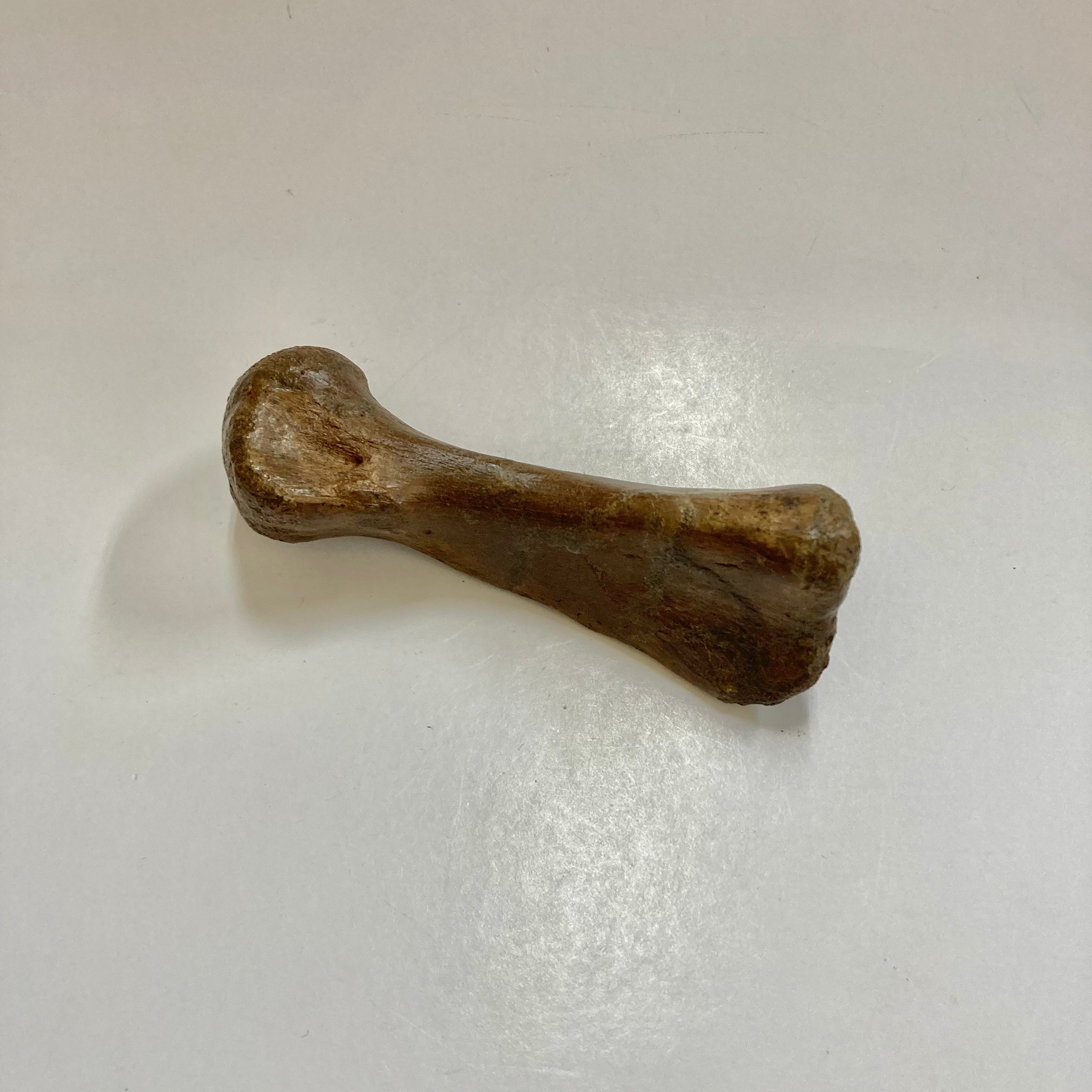 Authentic Thescelosaurus Metatarsal Toe Bone Fossil - Rare Dinosaur Relic for Paleontology Enthusiasts & Collectors - Perfect for Museum Displays, Educational Projects & Fossil Collections