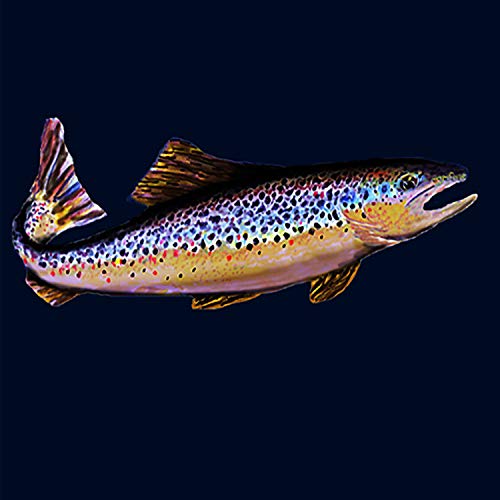 Navy Trout
