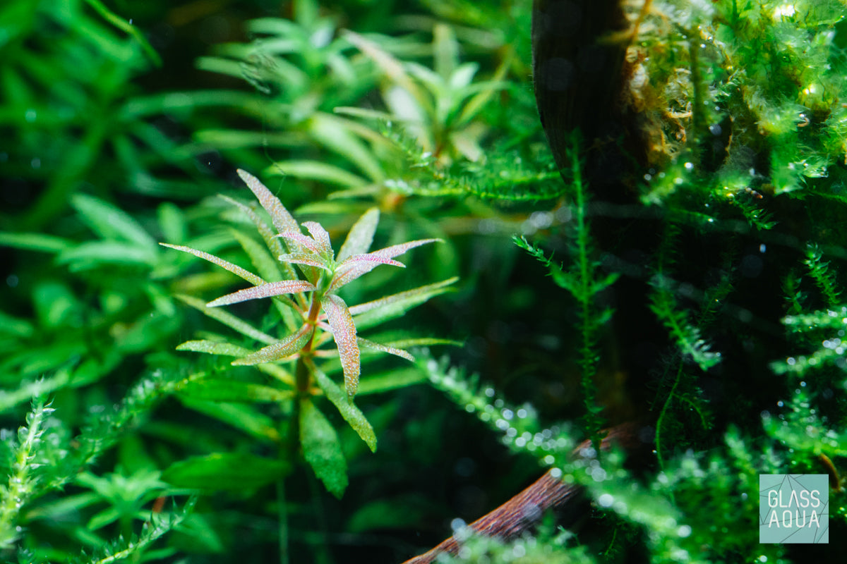 Limnophila Mini Vietnam Aquatic Plant for Freshwater Aquariums - Perfect for Aquascaping, Fish Tanks & Shrimp Tanks