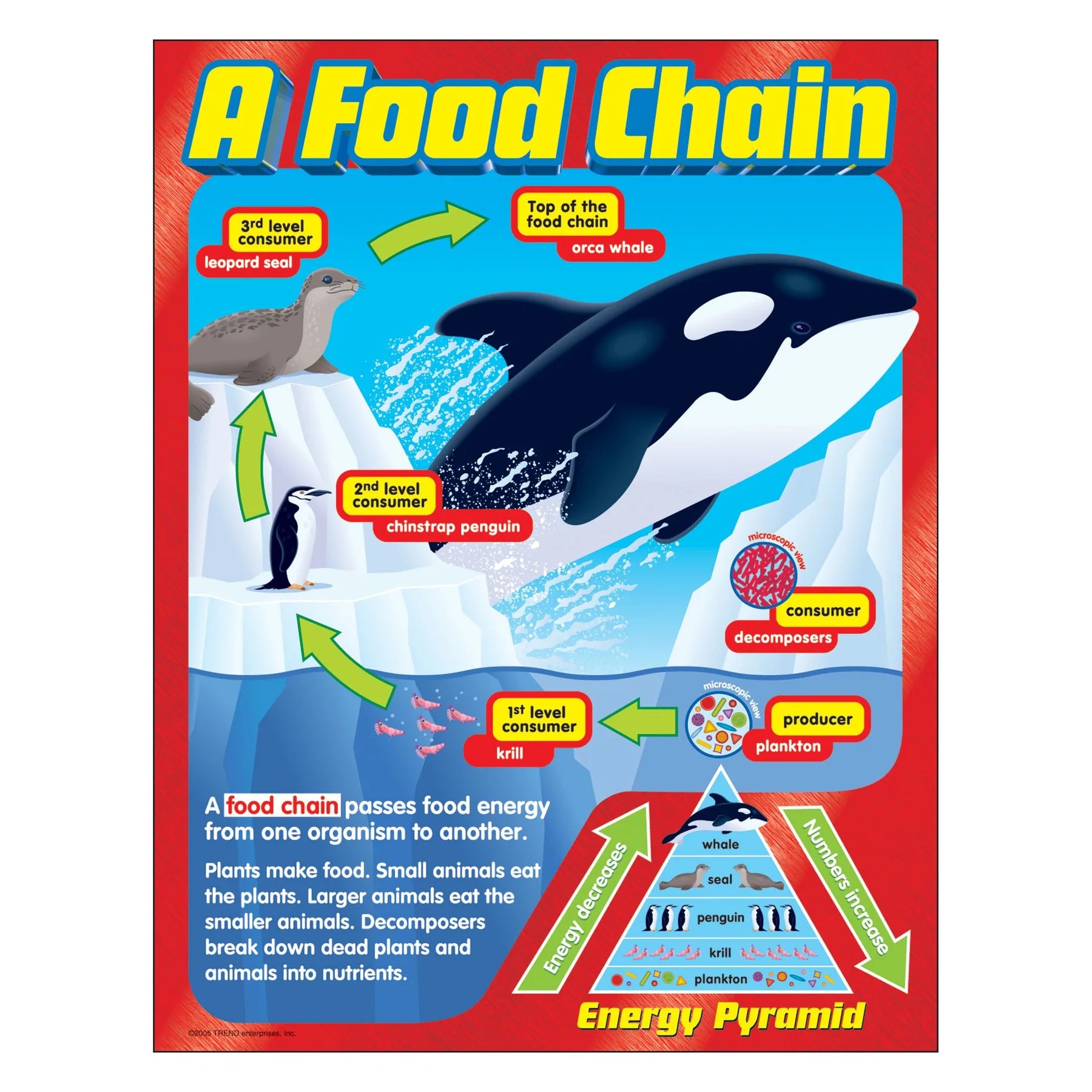 Educational Food Chain Learning Chart for Kids - Classroom Science Poster & Homeschool Teaching Aid | Perfect for Biology Lessons & Nature Study