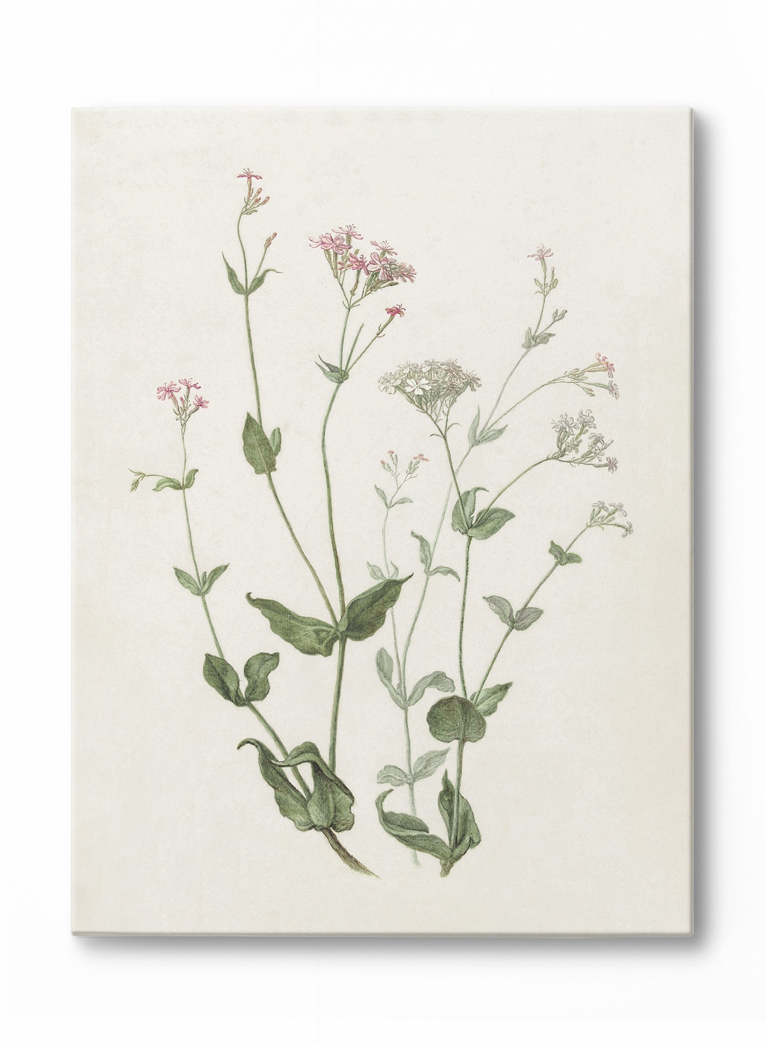 Senna & Catchfly Canvas Wall Art - Handmade Botanical Print for Home Decor, Living Room, Bedroom & Office