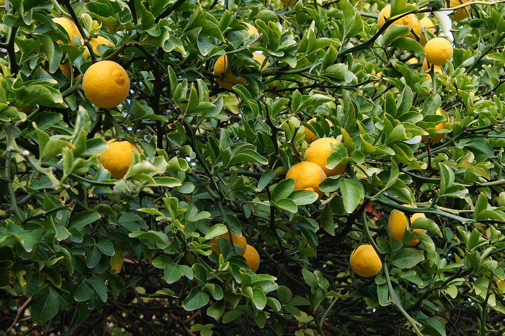 Poncirus Trifoliata Hardy Orange Starter Plants - 10 Pack for Landscaping, Hedging & Cold-Resistant Gardens