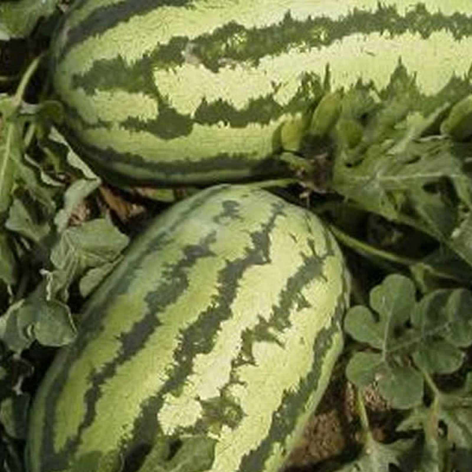 Jubilee Watermelon Seeds - Non-GMO Heirloom Garden Seeds (3g Packet ~40 Seeds) for Home Gardening, Backyard Planting & Fresh Fruit Harvesting