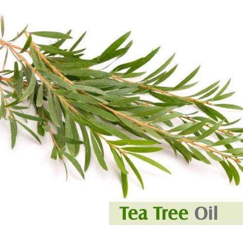 100% Pure Tea Tree Essential Oil with Dropper - 15ml Undiluted Natural Oil for Skin, Hair & Nail Care | Aromatherapy, Acne Treatment & Home Remedies
