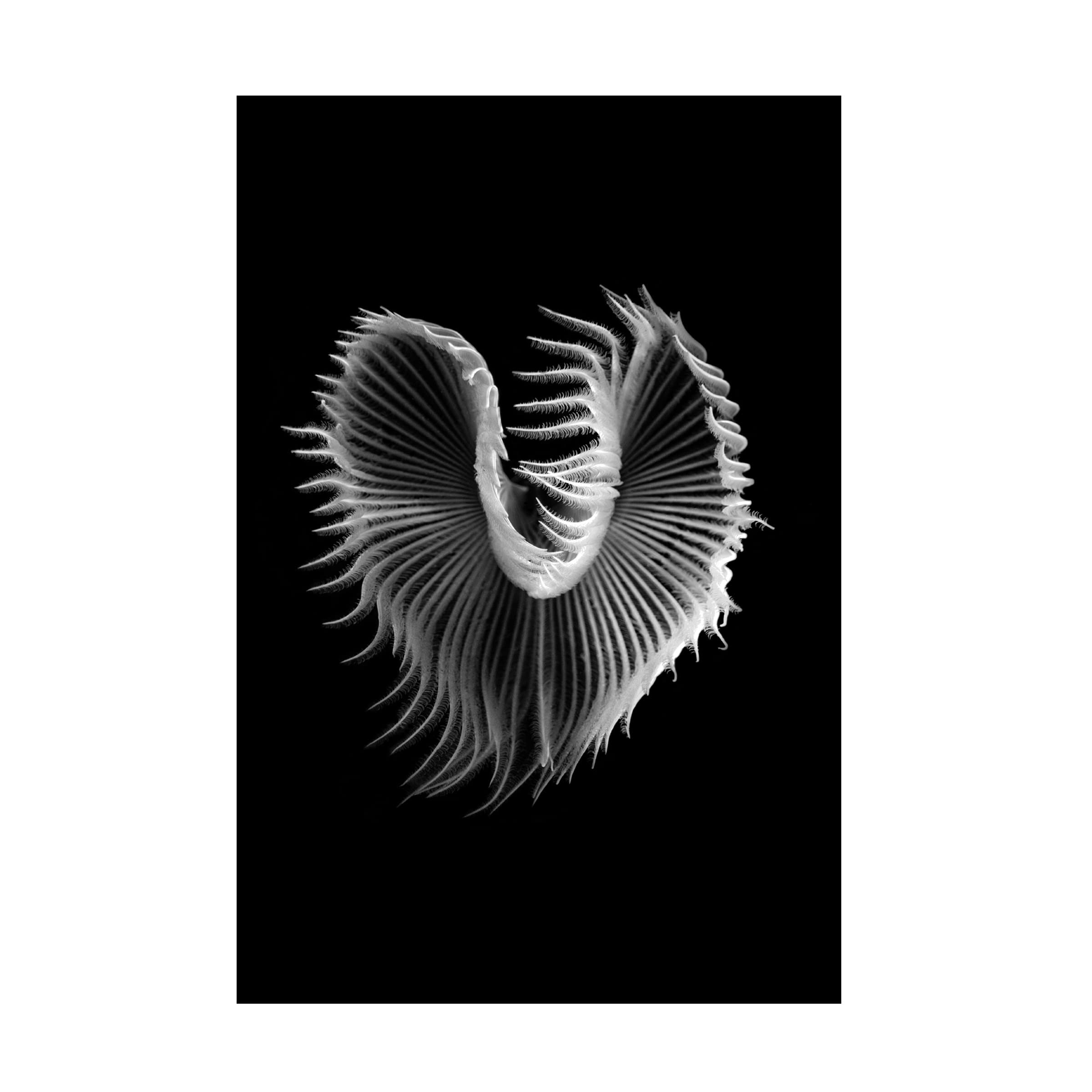 Trademark Fine Art 'Heart' Canvas Wall Art by Flavio Matteucci - Romantic Home Decor for Living Room & Bedroom