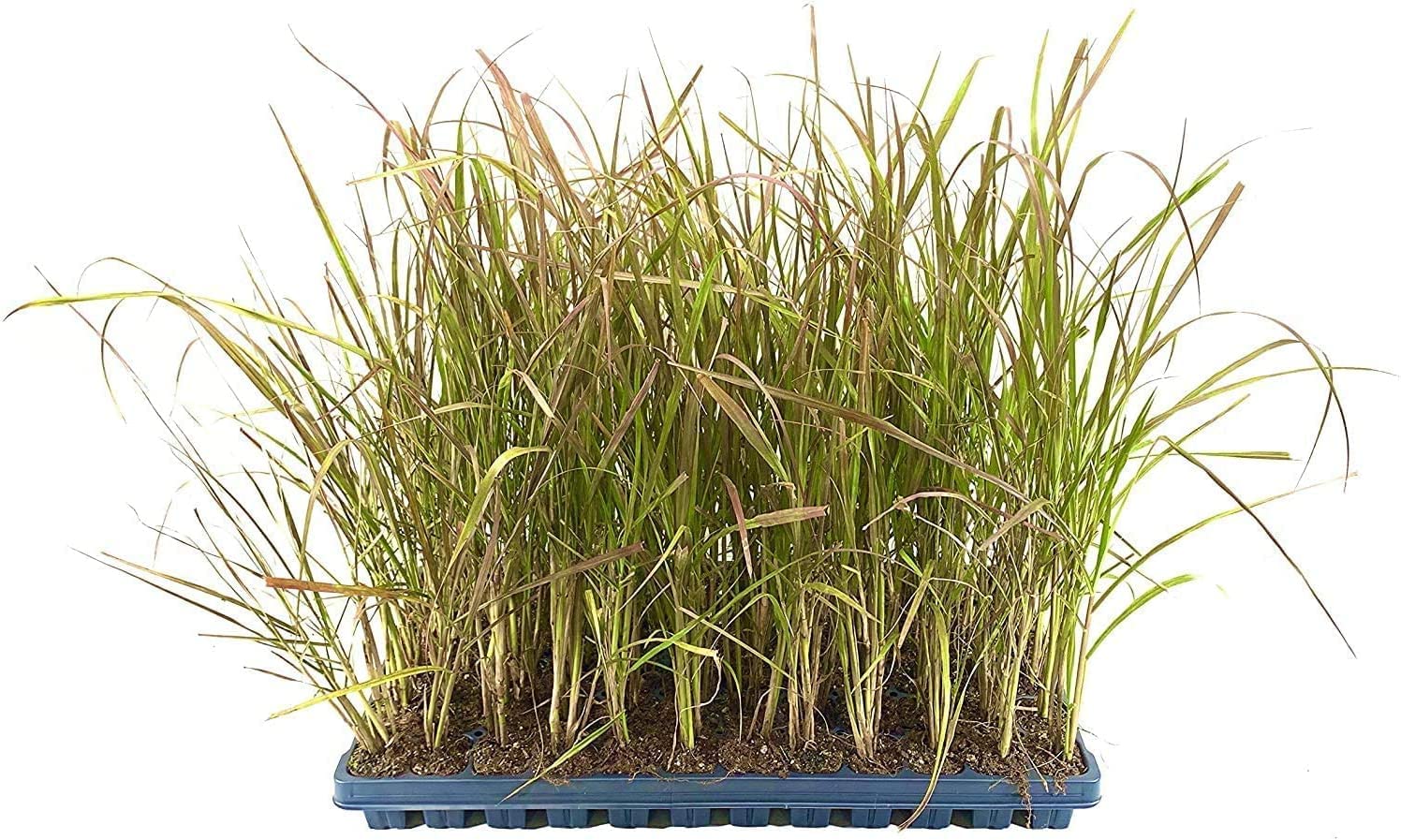 40 Live Red Fountain Grass Plants (Pennisetum Setaceum Rubrum) - Blooming Ornamental Grass for Landscaping, Garden Borders & Container Planting