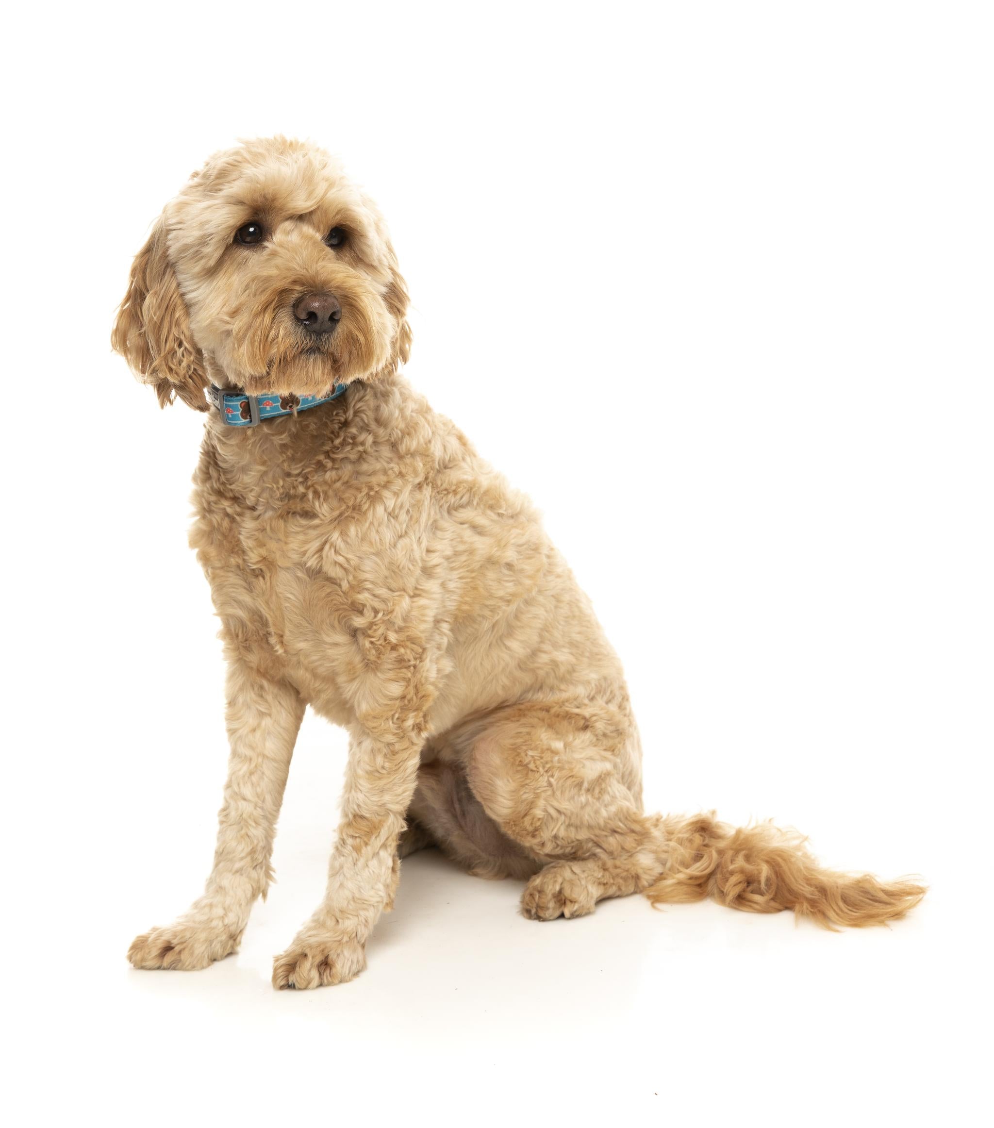 FuzzYard Fuzz Bear Dog Collar - Soft Plush Pet Collar for Small & Medium Dogs - Perfect for Daily Walks, Outdoor Adventures & Pet Fashion