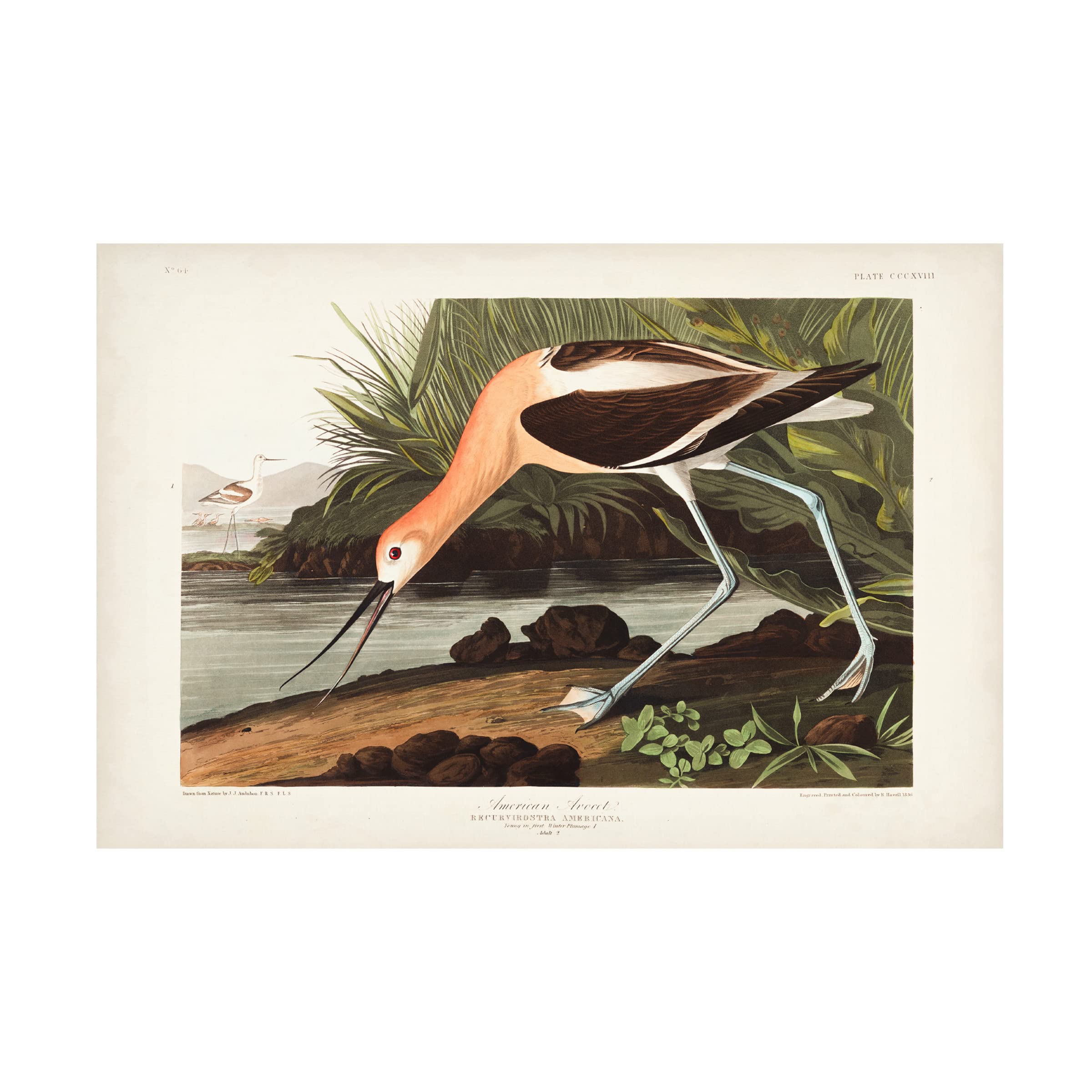 Trademark Fine Art 'American Avocet' Canvas Wall Art by John James Audubon - 30x47 Inches - Nature Wildlife Bird Painting for Living Room, Bedroom & Office Decor