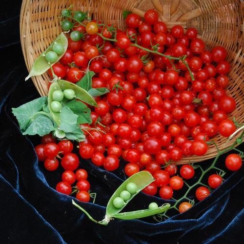 Organic Matt's Wild Cherry Tomato Seeds - Non-GMO, Heirloom Variety (40 Seeds Pack) - Perfect for Home Gardening, Containers & Fresh Salads