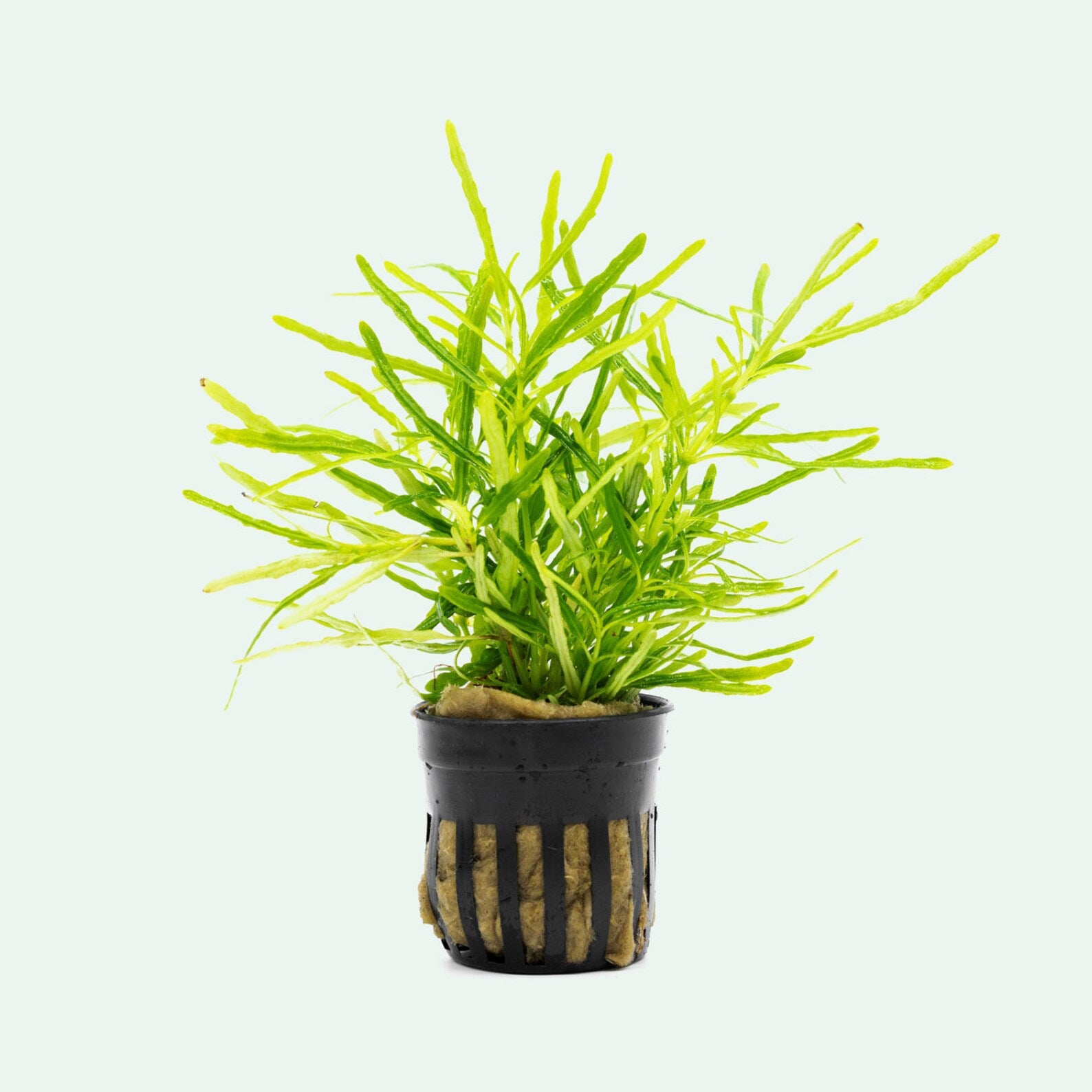 Hemigraphis Repanda Green - Purple Waffle Plant for Indoor & Outdoor Gardens - Perfect for Home Decor, Office Spaces, and Landscaping