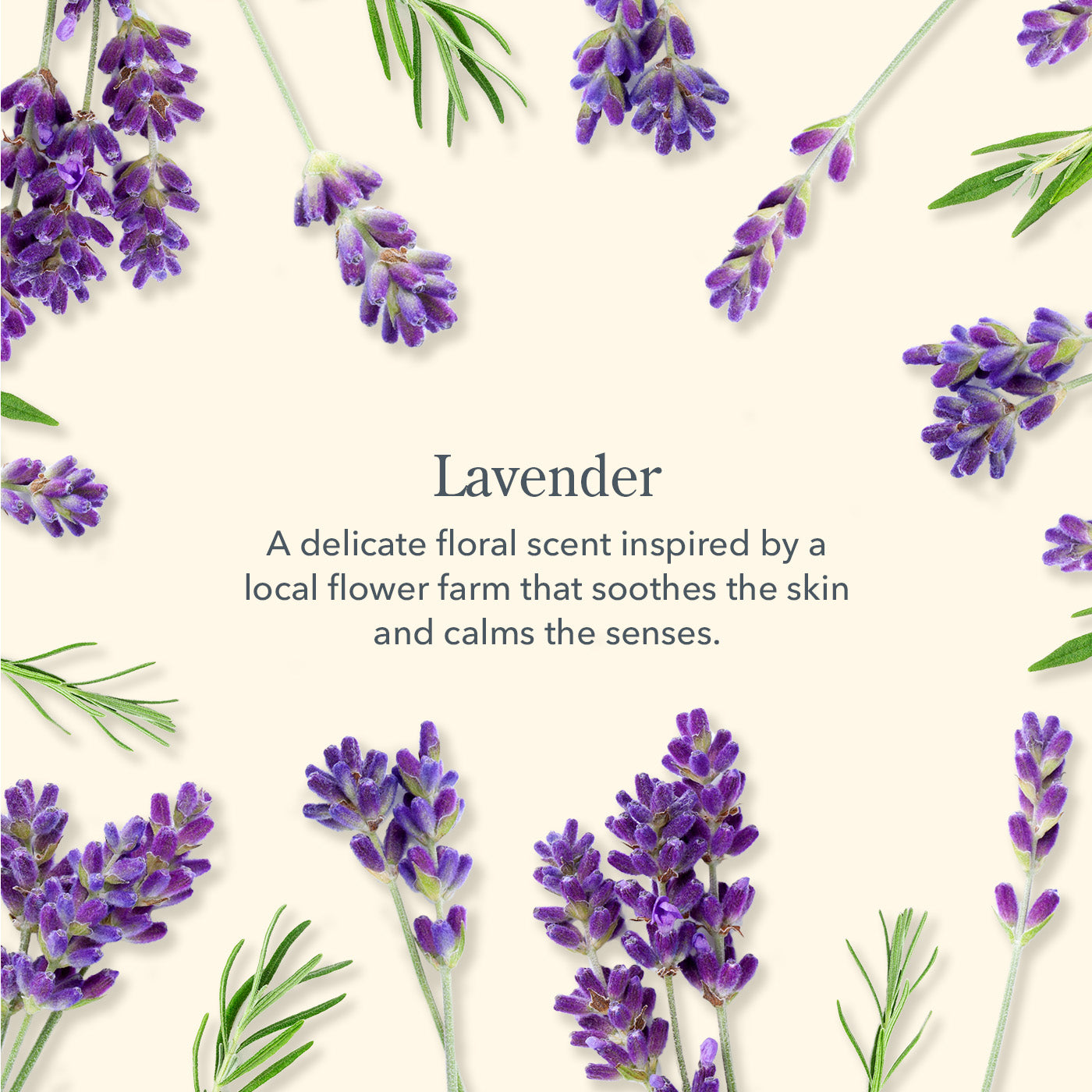 All is Calm Lavender Bodycare Gift Set - Relaxing Lavender Scented Bath & Body Collection for Women - Perfect for Self Care, Spa Nights & Gift Giving