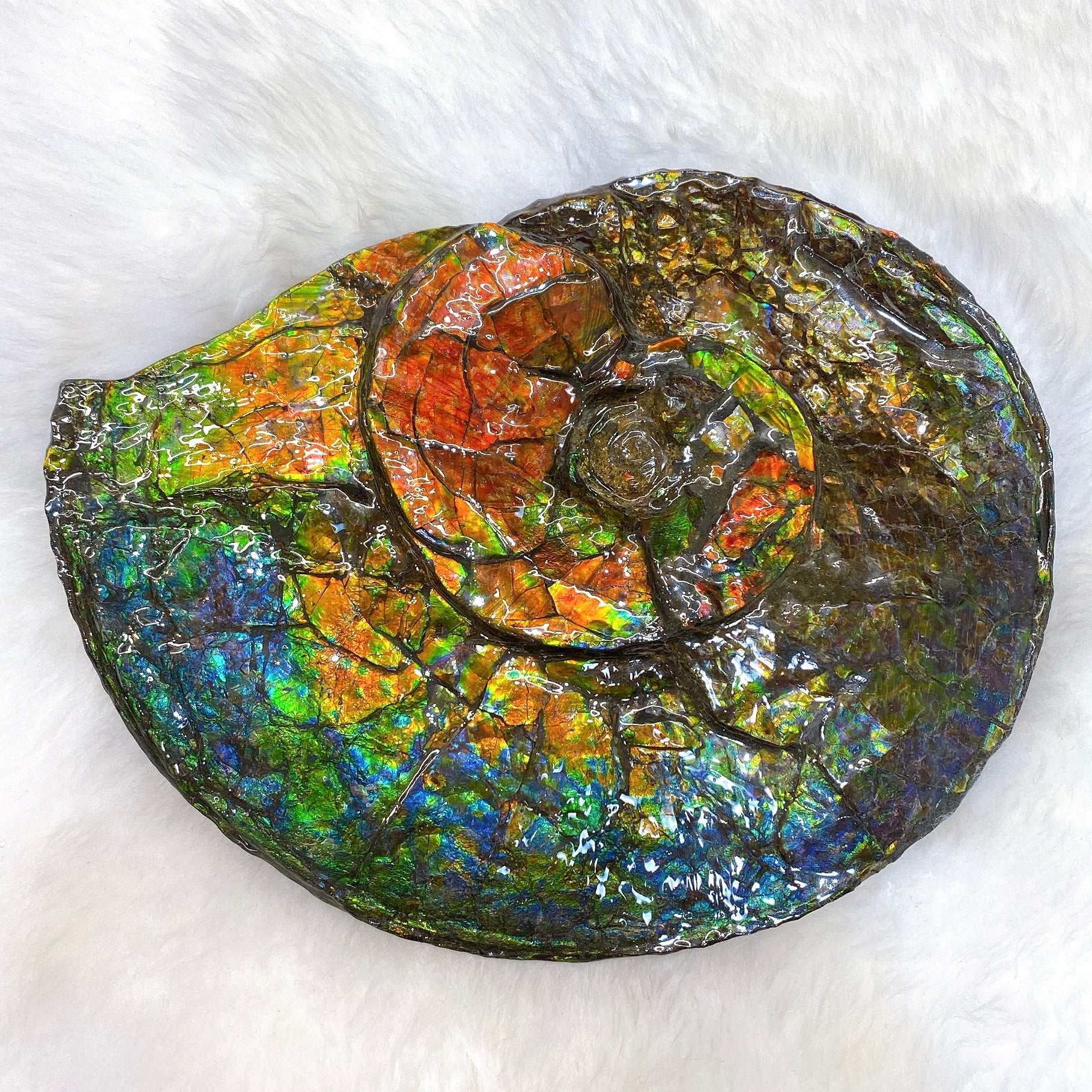 Canadian Ammonite Placenticeras sp. Ammolite AMLF2187 - Genuine Fossil Specimen for Collectors, Jewelry Making & Home Decor