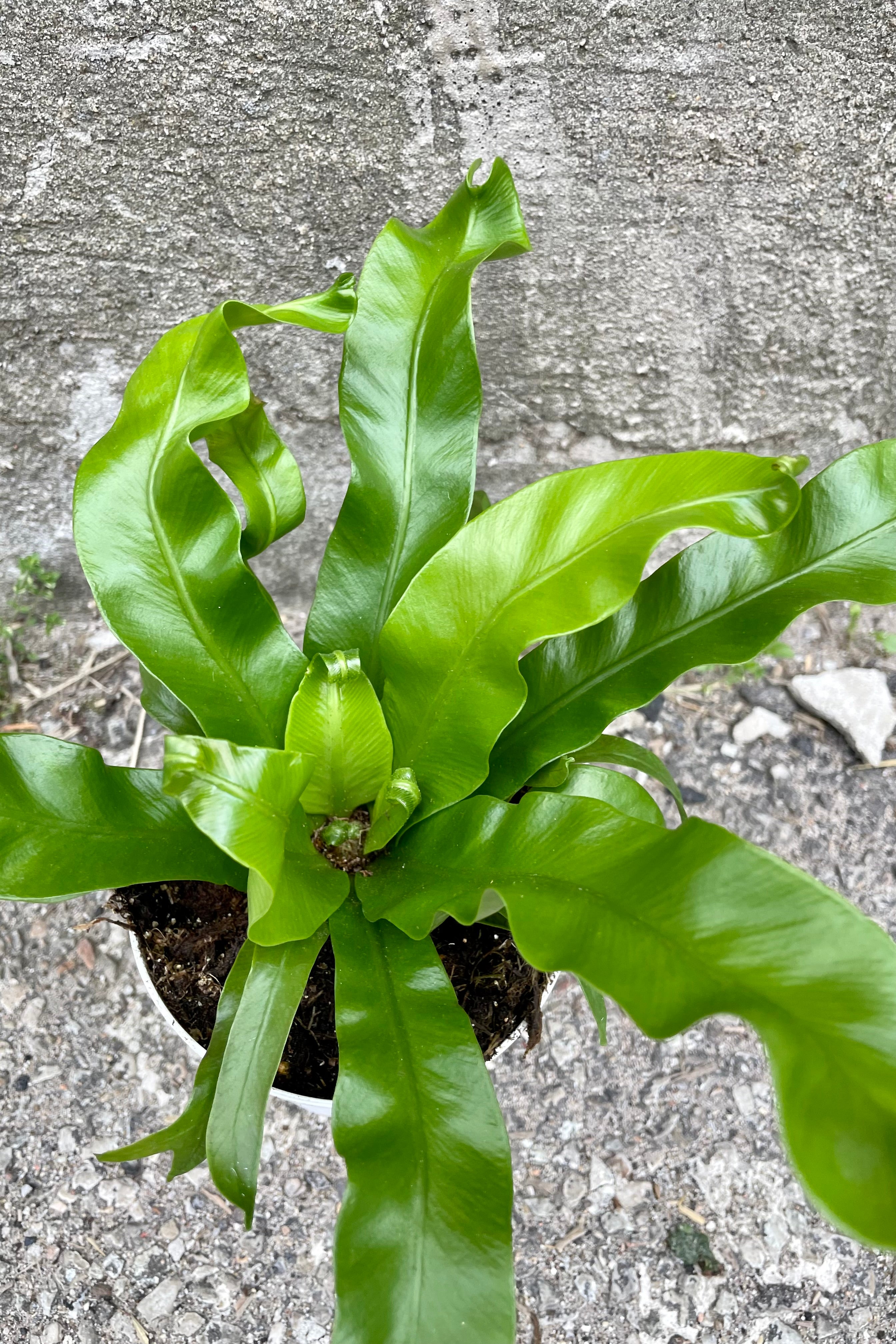 Asplenium Nidus 'Crissie' - 4 Inch Bird's Nest Fern - Perfect for Home Office Decor, Bathrooms & Low Light Spaces