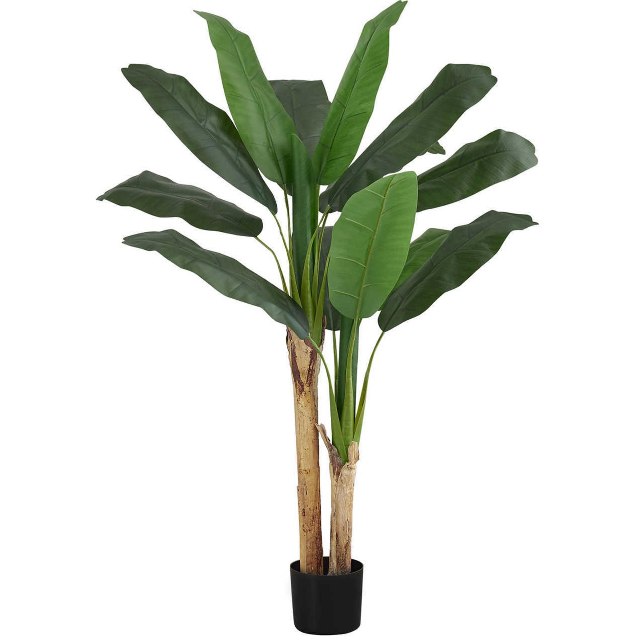 Banana Tree Plant - Live Tropical Fruiting Tree for Home Garden, Patio & Indoor Decor | Perfect for Landscaping, Backyard Orchard & Gift Giving
