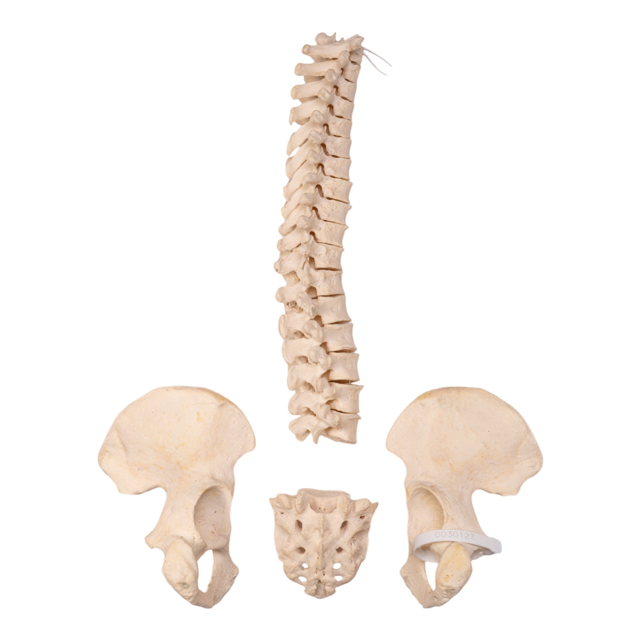 Authentic Human Spine, Sacrum & Pelvis - Disarticulated Skeleton Model for Medical Study, Anatomy Education & Research