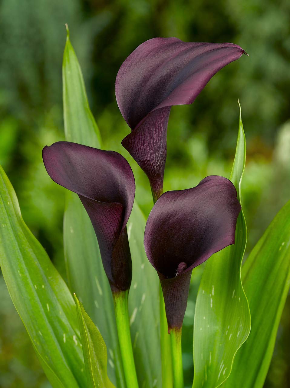 Black Calla Lily Odessa Bulbs - Exotic Dark Purple Flower Bulbs for Planting, Garden & Home Decor | Perfect for Wedding Bouquets, Landscaping & Indoor Potted Plants