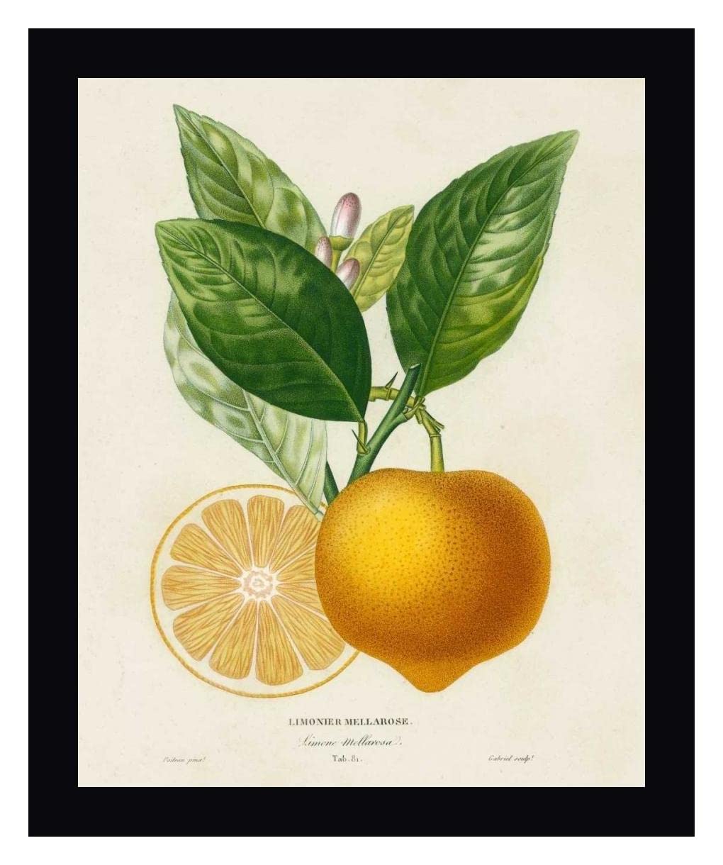 French Lemon Botanical III by A. Risso - 17x20 Inch Framed Canvas Wall Art Print with Black Wood Frame - Ready to Hang - Perfect for Kitchen, Dining Room, or Office Decor