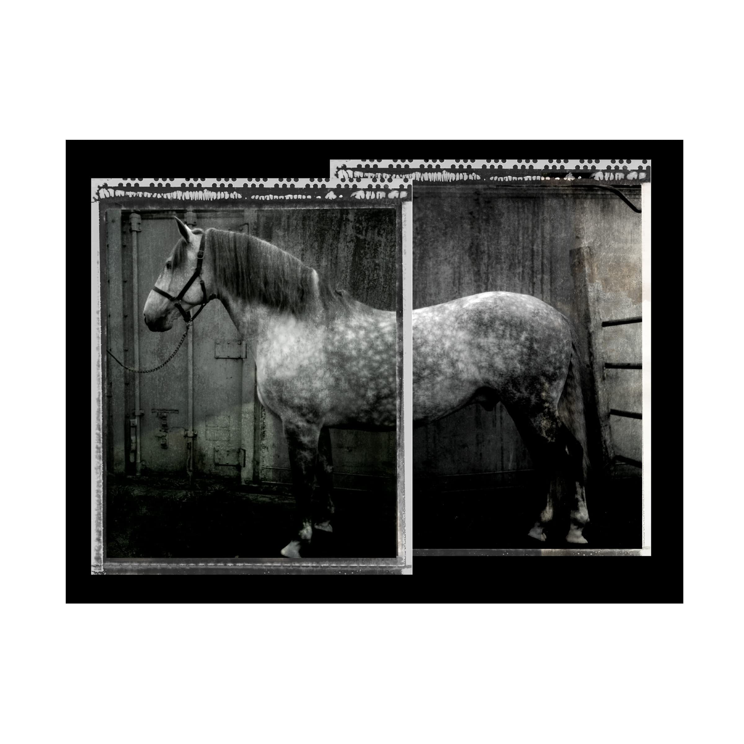 Susan Friedman 'Equine Double Take IV' Horse Painting Canvas Wall Art - Perfect for Living Room, Bedroom & Office Decor