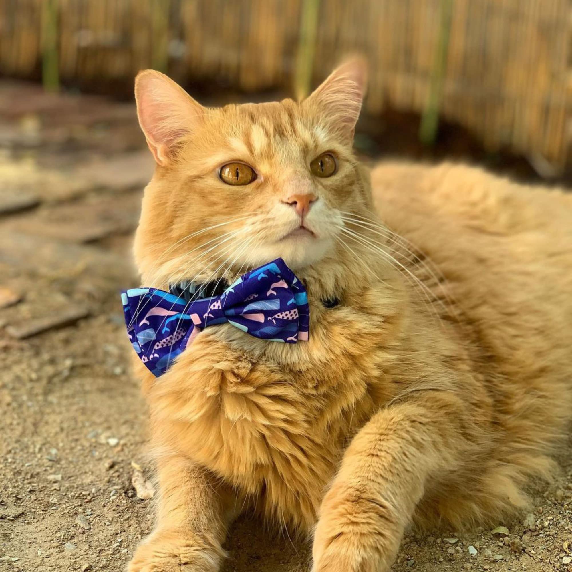 Huxley & Kent Extra Large Whale Watch Bow Tie for Dogs & Cats - Adjustable Pet Collar Accessory, Cute & Durable Dog Bow Tie - Perfect for Pet Parties, Photo Shoots & Special Occasions