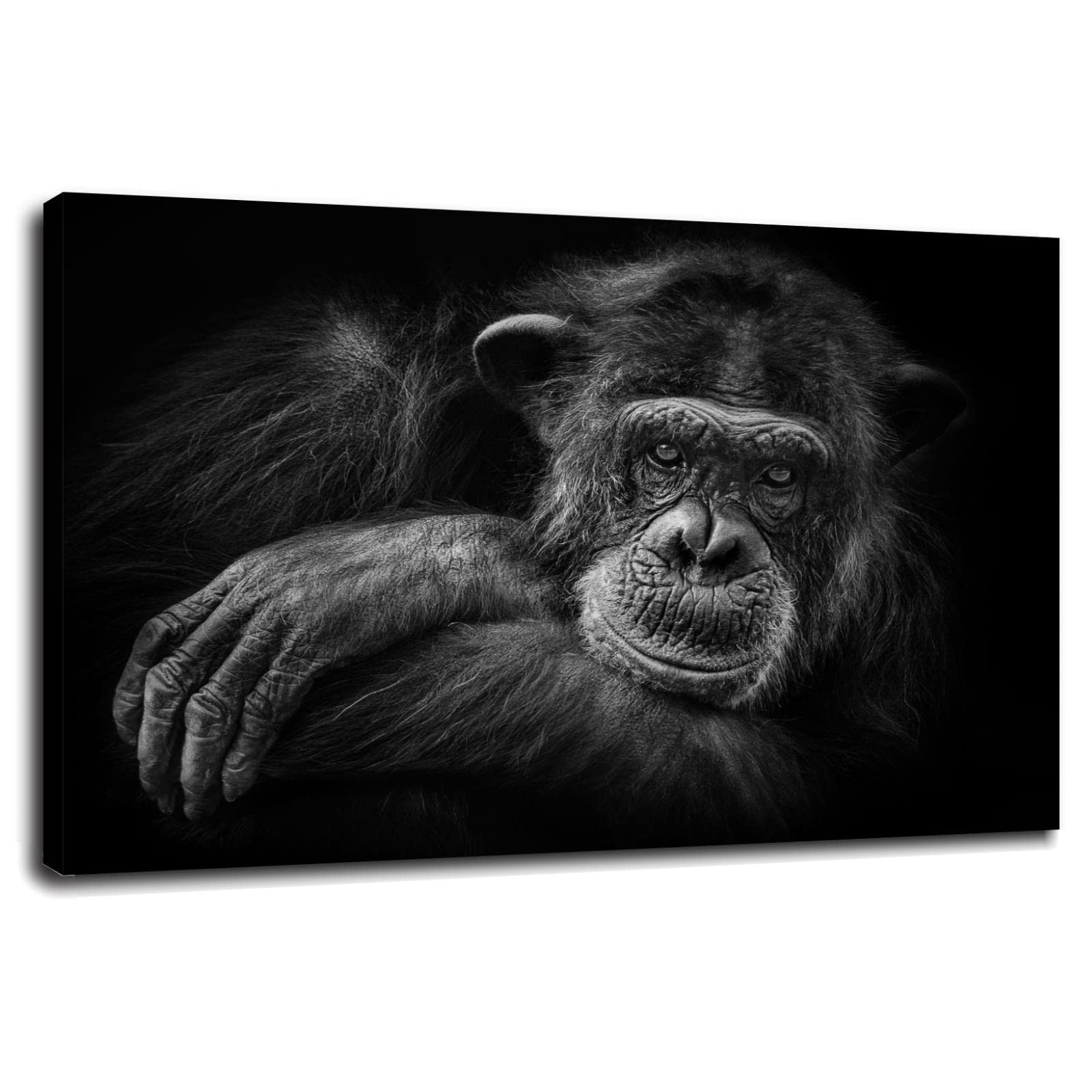 Premium Chimpanzee Canvas Wall Art - 18