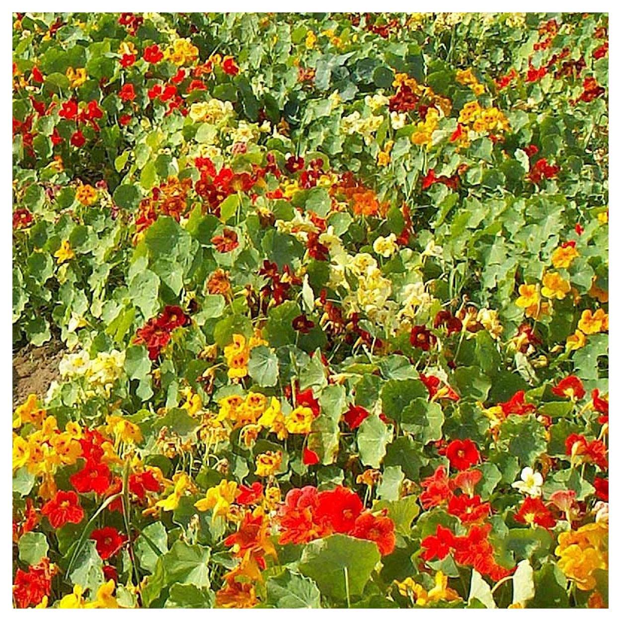 Everwilde Farms - 1 Lb Tom Thumb Mix Nasturtium Wildflower Seeds - Gold Vault Packaging - Perfect for Garden Borders, Containers & Edible Landscaping
