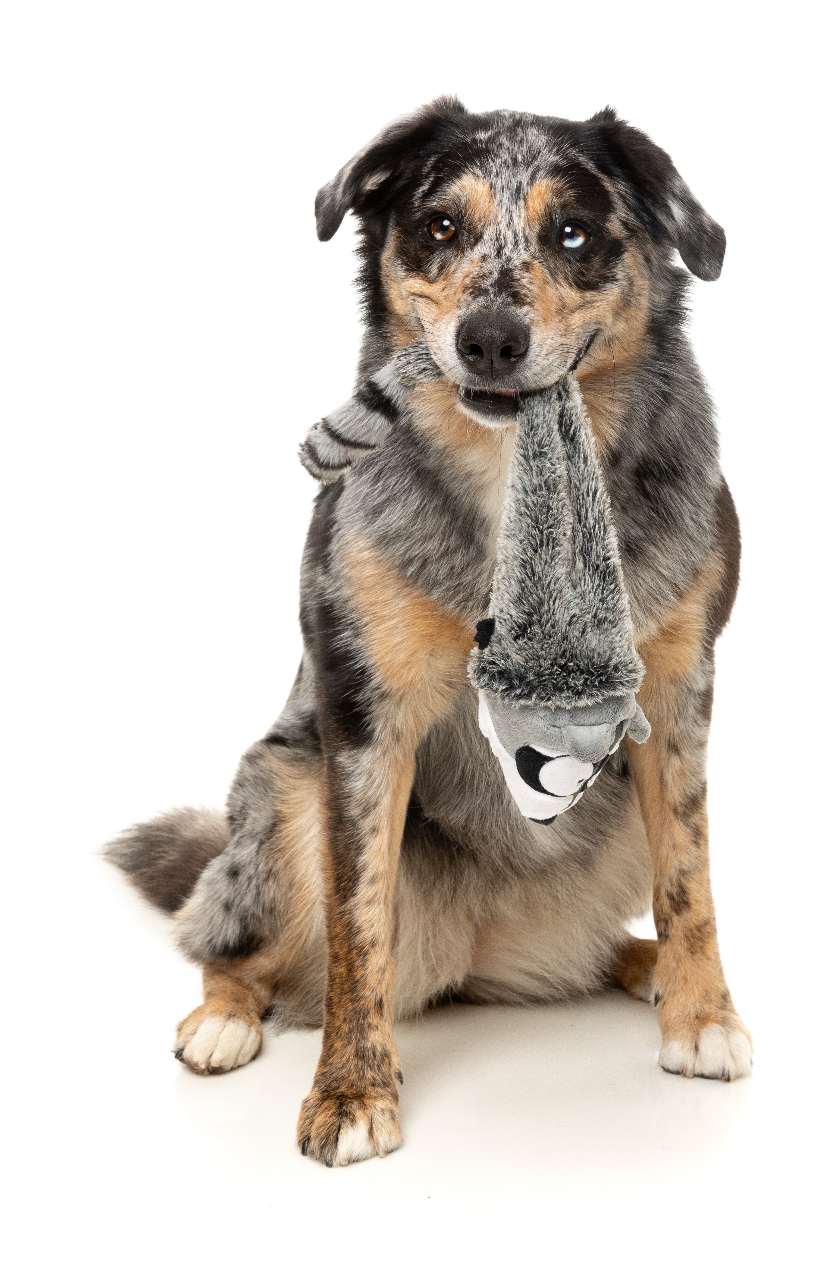 FuzzYard The Yeetz Swing and Throw Plush Dog Toy - Run Along Raccoon - Interactive Fetch Toy for Dogs - Perfect for Outdoor Play, Training, and Bonding with Your Pet