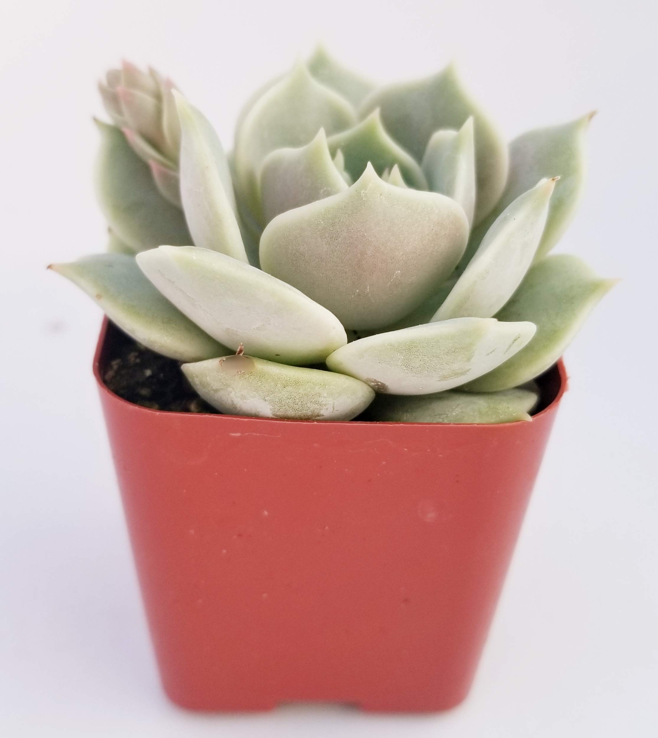 Live Echeveria Succulent Plant - 4 Inch Plastic Growers Pot (2 Inch Lola Variety) - Perfect for Home Decor, Office Desk & Garden Planting