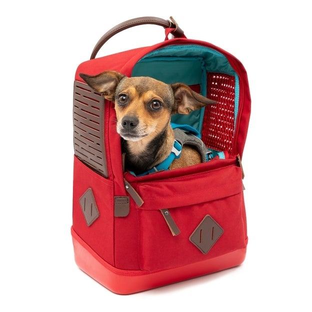Kurgo Nomad Carrier - Red Pet Backpack for Dogs & Cats Up to 7kg (15 lbs) | Comfortable Travel Carrier for Hiking, Camping & Outdoor Adventures