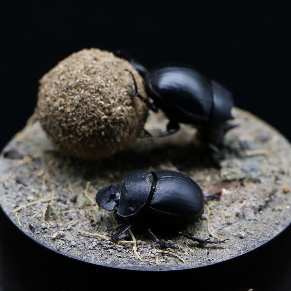 Dung Beetle Insect Specimen in Glass Display Case - Realistic Taxidermy Micro-Landscape for Science Education, Home Decor & Unique Gift Ideas | Perfect for Entomology Collectors, Nature Lovers & Classroom Displays