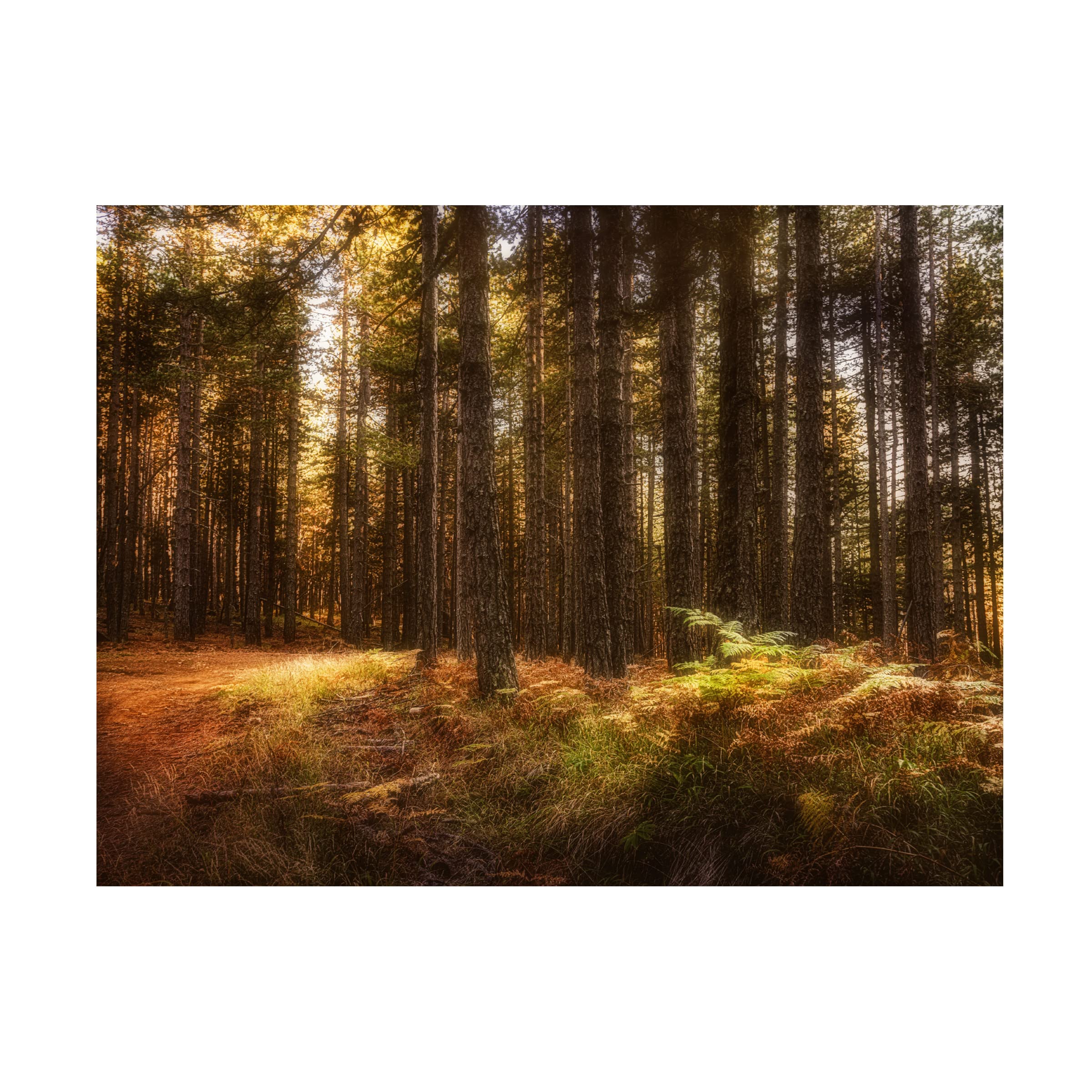 Dora Artemiadi Forest Painting - Premium Canvas Wall Art for Home & Office Decor | Nature Landscape Artwork for Living Room, Bedroom & Office Spaces