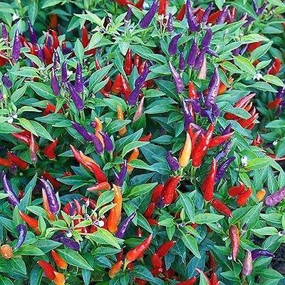 Non-GMO Sangria Ornamental Pepper Seeds - 30+ Seeds Pack for Planting, Decoration & Cooking - Perfect for Home Gardens, Indoor Pots & Spicy Recipes