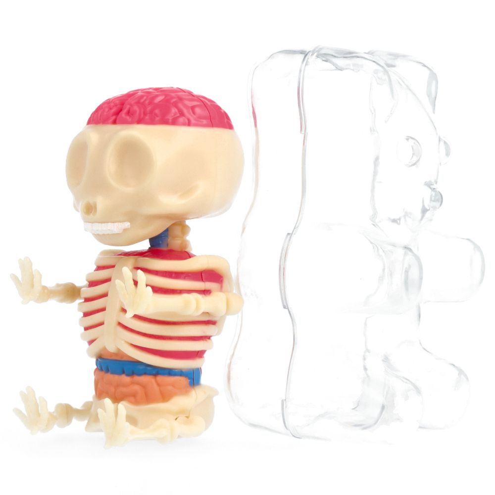 Jason Freeny 4.5 Inch Clear Gummi Bear Anatomy Model - Perfect for Science Education, Art Display & Pop Culture Collectibles