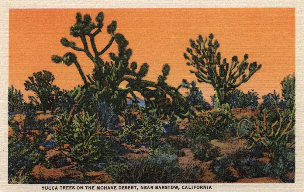 Yucca Trees in the Mohave Desert, Barstow, California - Signed 24x36 Art Print, Wall Decor Poster - Perfect for Home, Office & Desert-Themed Interior Design