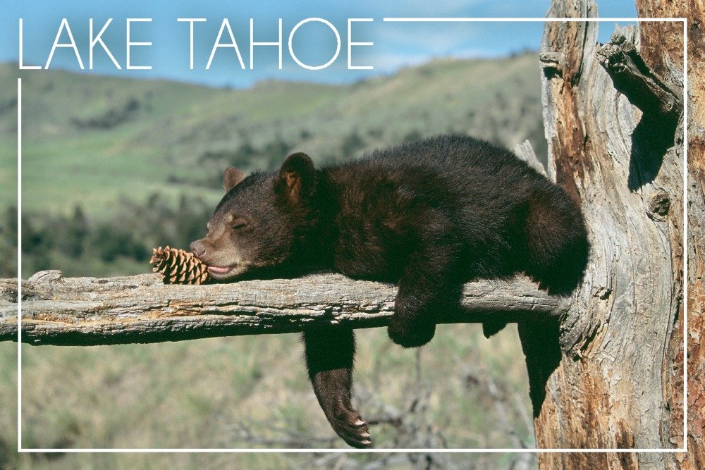 Lake Tahoe California Bear Cub with Pinecone Wall Art Poster - 12x18 Inches Wildlife Decor for Living Room, Bedroom & Office