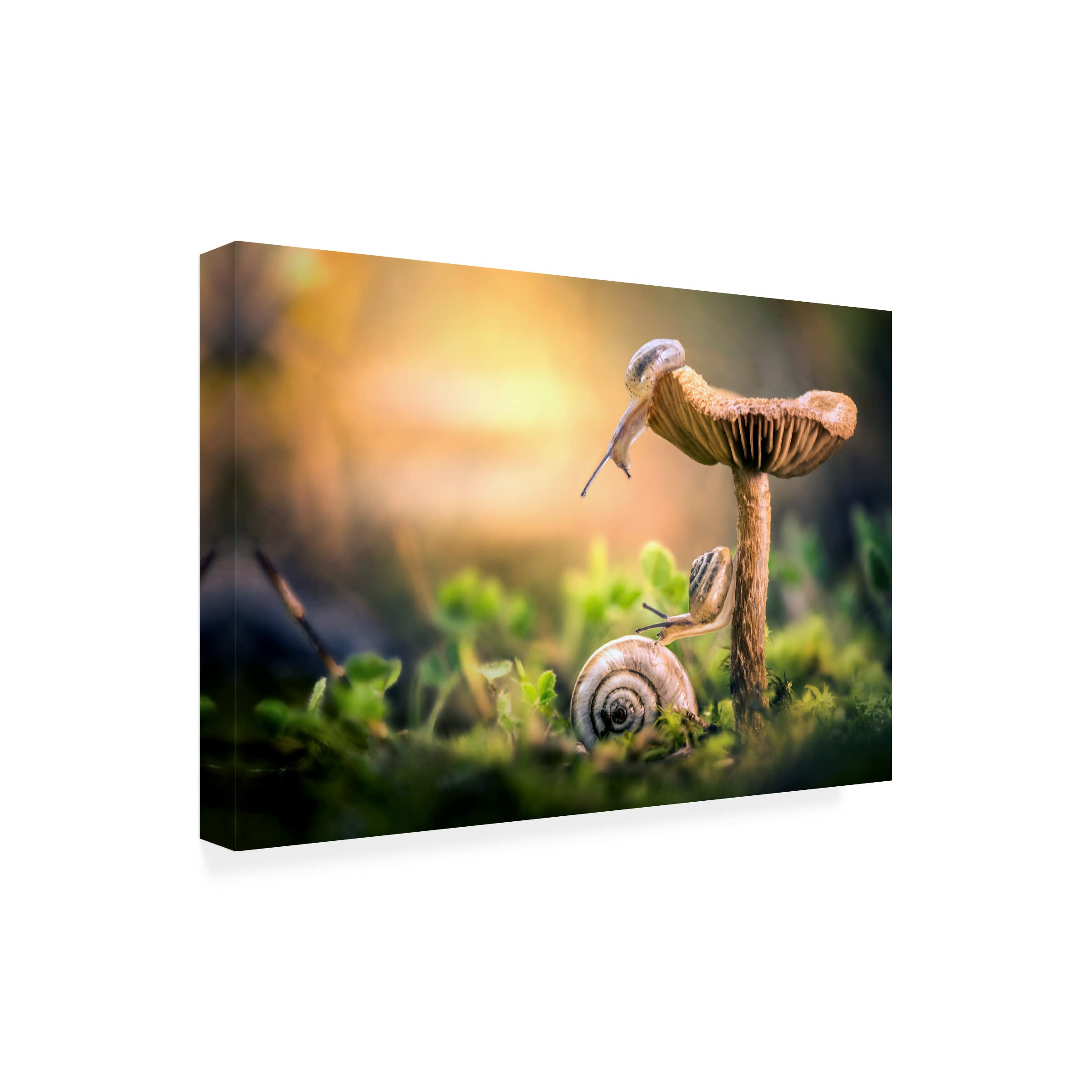 Trademark Fine Art 'The Awakening Of Snails' Canvas Wall Art by Alberto Ghizzi Panizza - Modern Home Decor for Living Room, Bedroom & Office