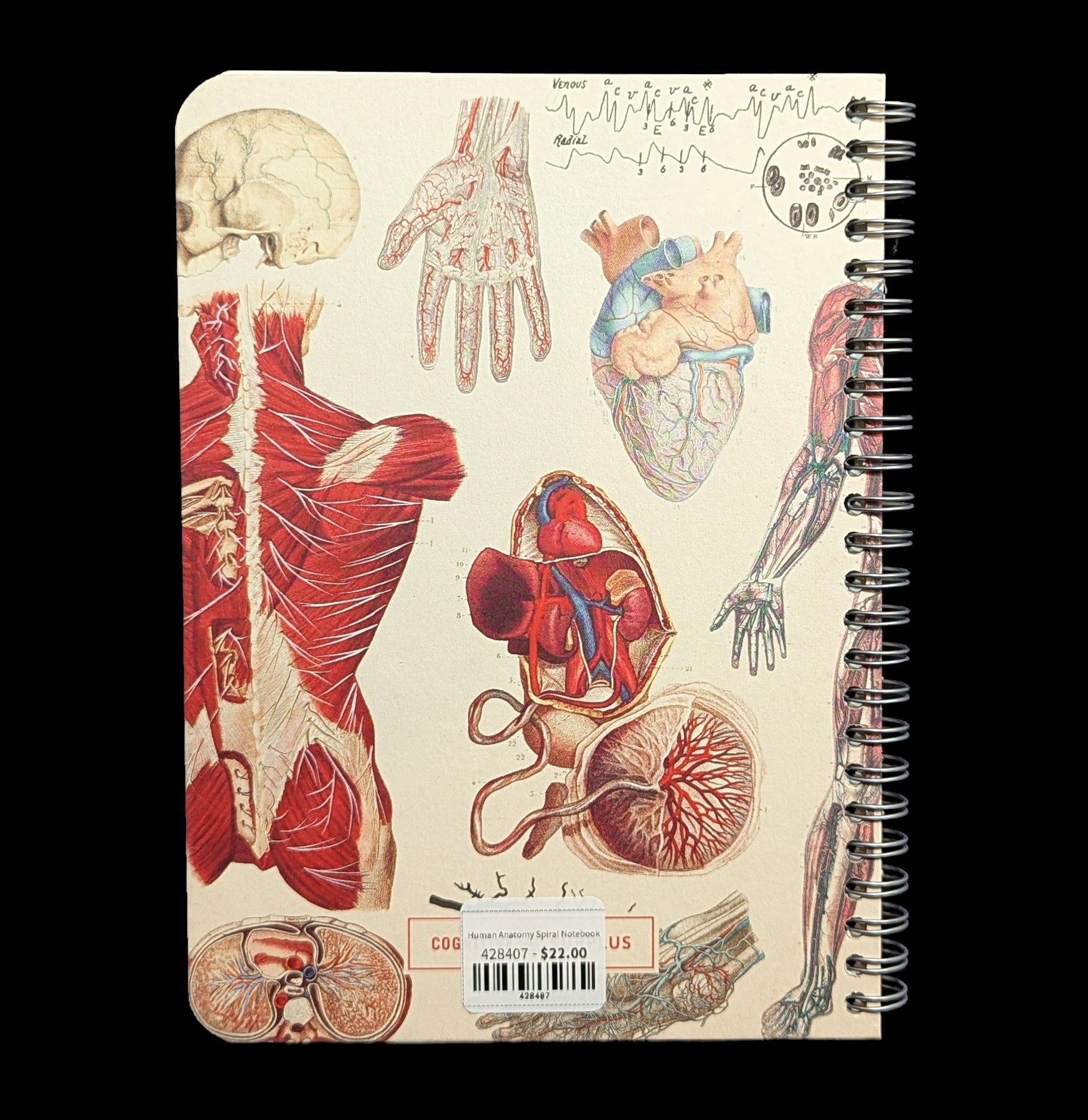 Human Anatomy Spiral Notebook - Medical Student Study Notes, Nursing School Supplies, Science Gift for Doctors - Perfect for Anatomy Classes & Healthcare Professionals