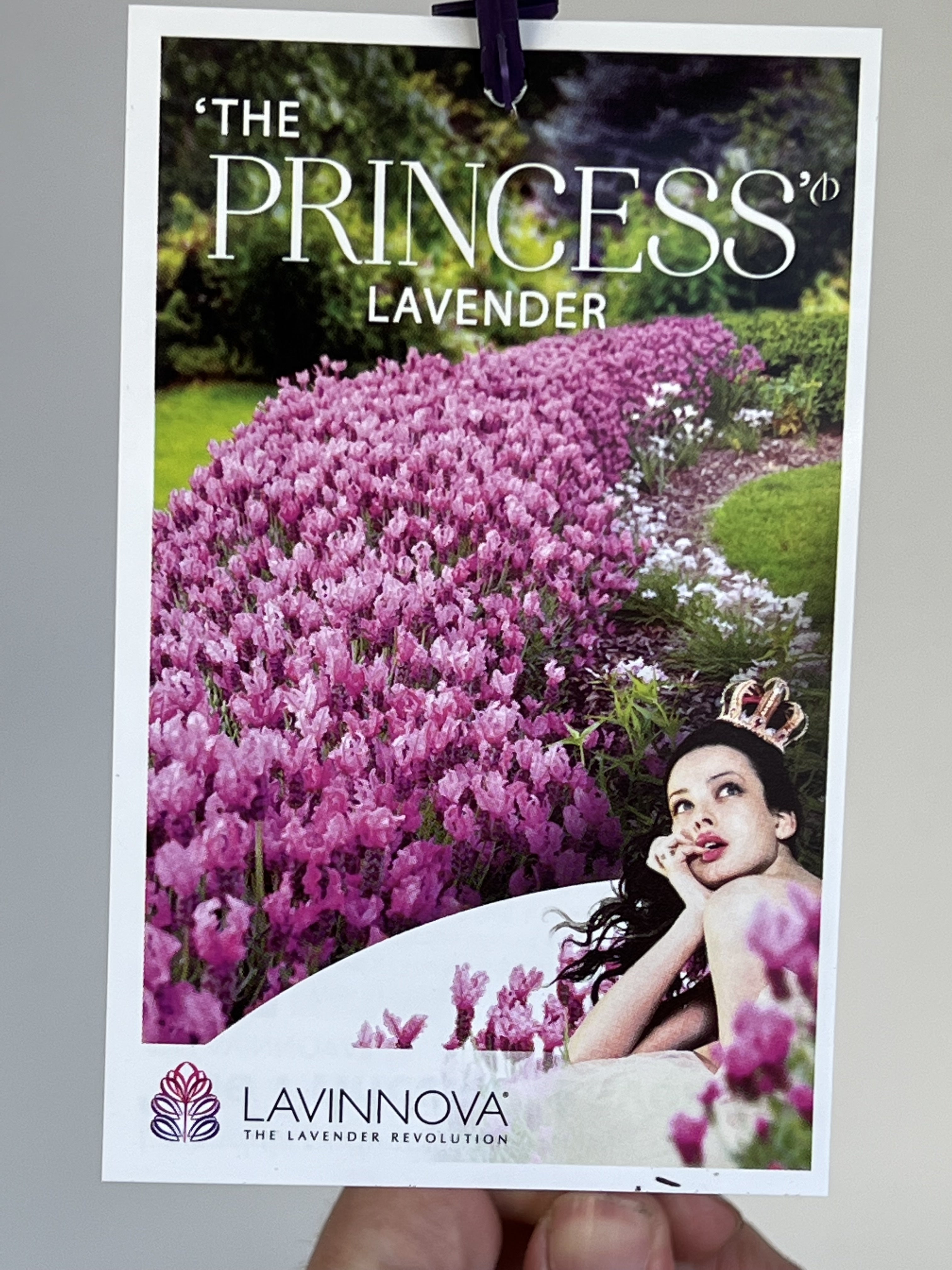 Lavinnova 'The Princess Lavender' - Premium Lavender Scented Candle for Home Relaxation, Spa & Romantic Ambiance