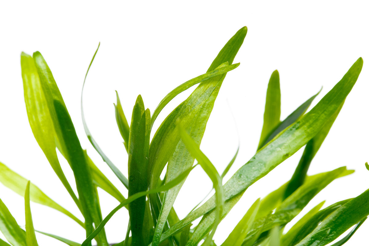 Cryptocoryne Lucens Live Aquarium Plant - Easy Low Light Freshwater Aquatic Plant for Fish Tanks, Aquascaping & Nano Tanks (Perfect for Beginners & Shrimp Tanks)