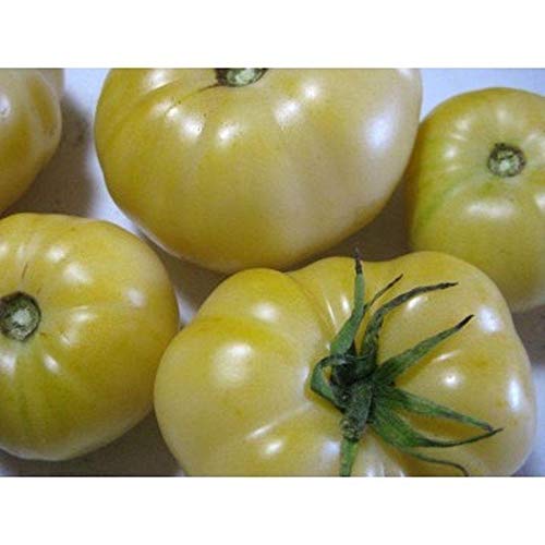 Organic White Tomesol Tomato Seeds - 25+ Non-GMO Heirloom Seeds for Home Garden, Vegetable & Fruit Planting | Perfect for Fresh Salads, Sauces & Canning