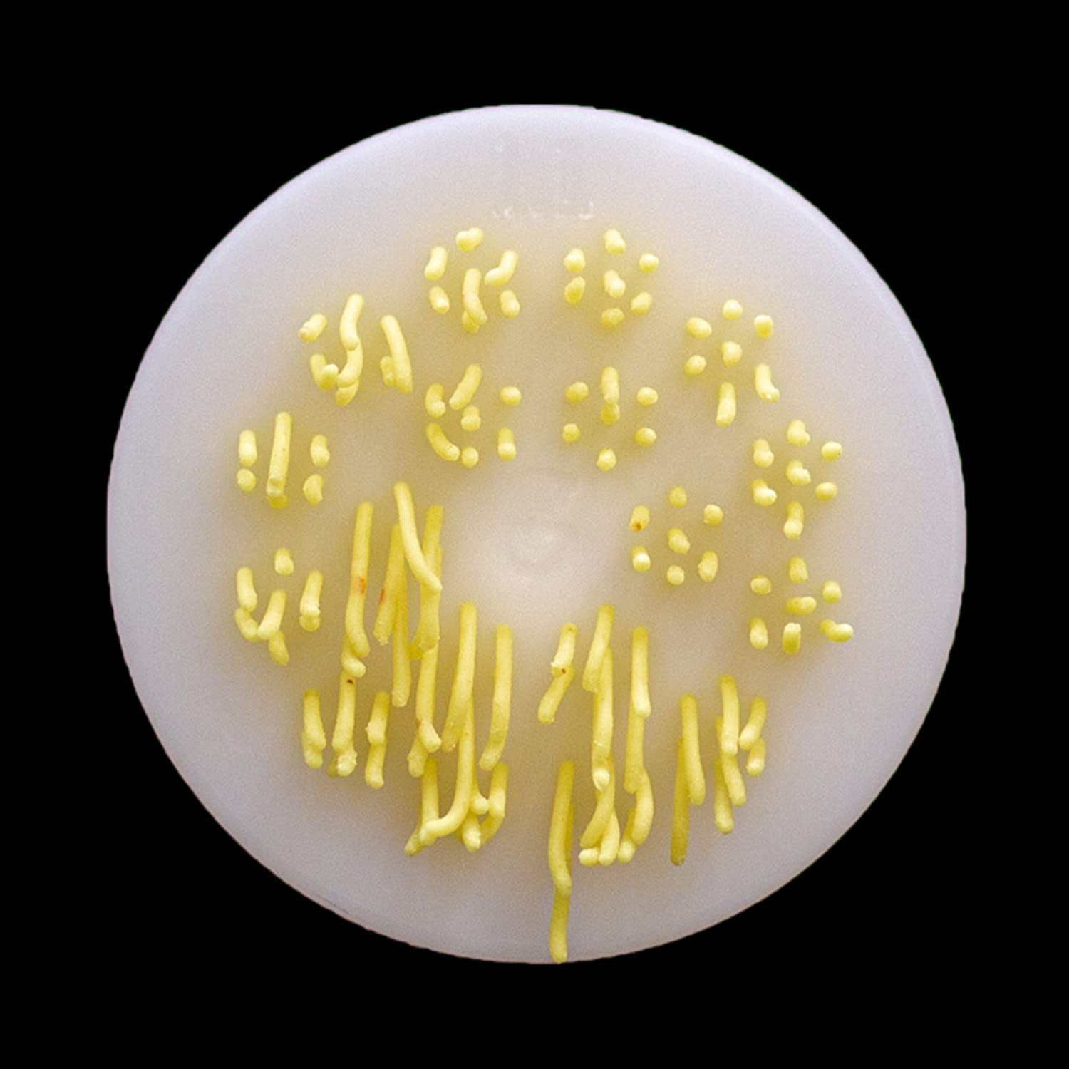 Philips Automatic Pasta Maker Disc Attachment - 1.1mm Angle Hair/Vietnamese Vermicelli Noodle Shape - Compatible Replacement Part for Philips Pasta & Noodle Machines - Perfect for Making Authentic Italian Pasta and Asian Noodles at Home