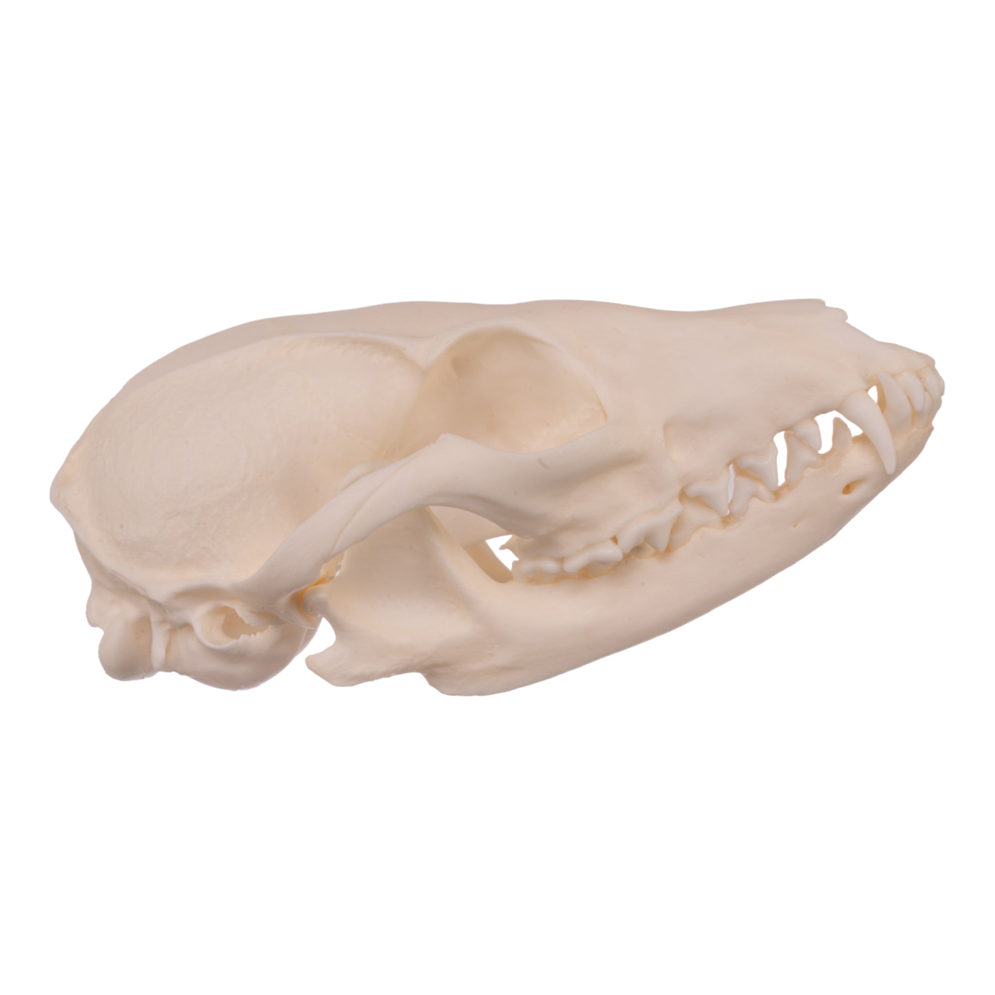 Authentic Gray Fox Skull - Taxidermy Specimen for Collectors, Science Education & Home Decor - Perfect for Gothic Decor, Biology Studies & Oddity Collections